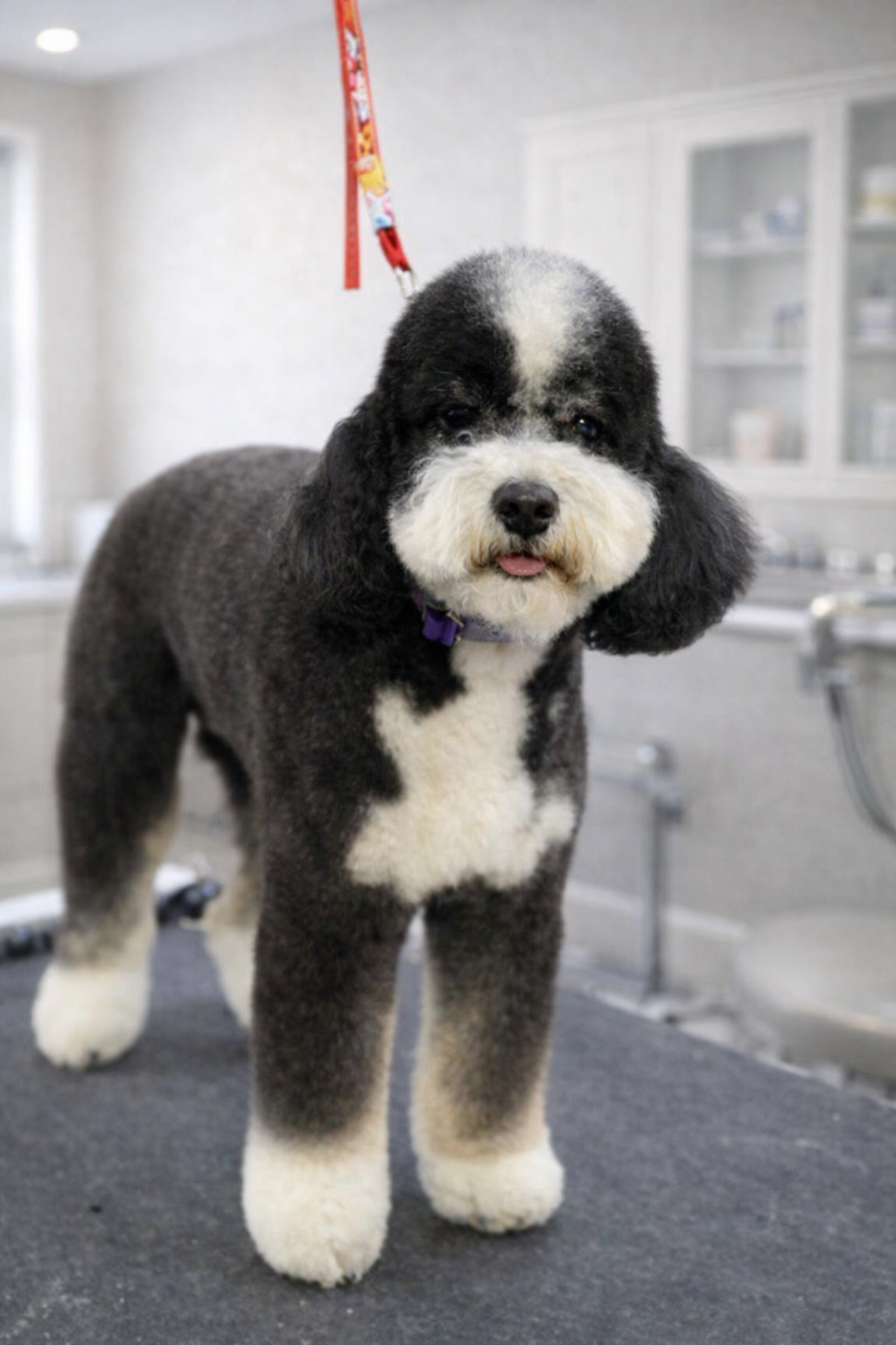 A black and white fluffy dog with a curly coat standing on a grooming table in a veterinary or grooming clinic, with a blurred background of cabinets and equipment.