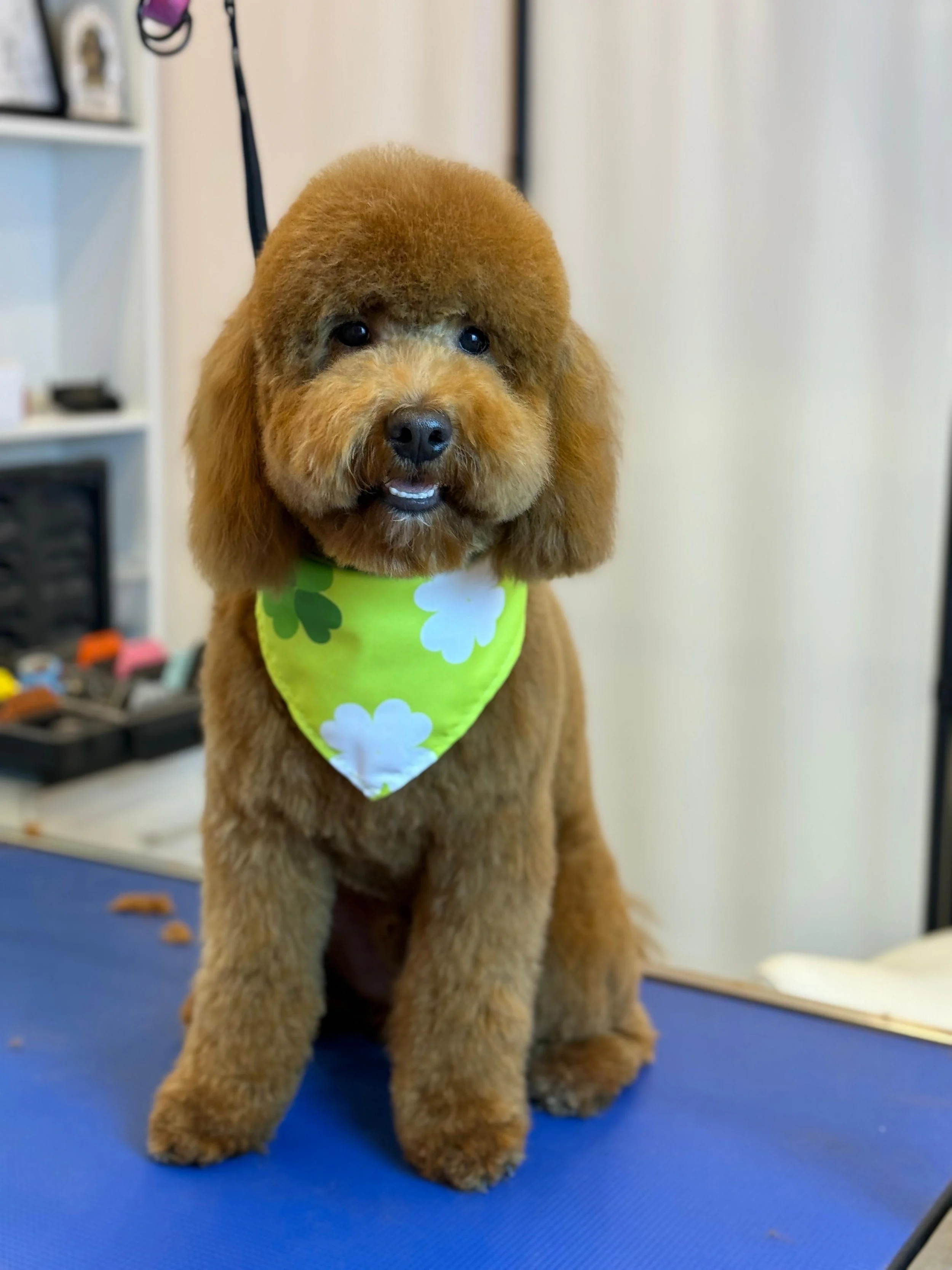 A brown poodle puppy with a fluffy coat and a green bandana with white and dark green flowers, sitting on a grooming table in a pet grooming salon.