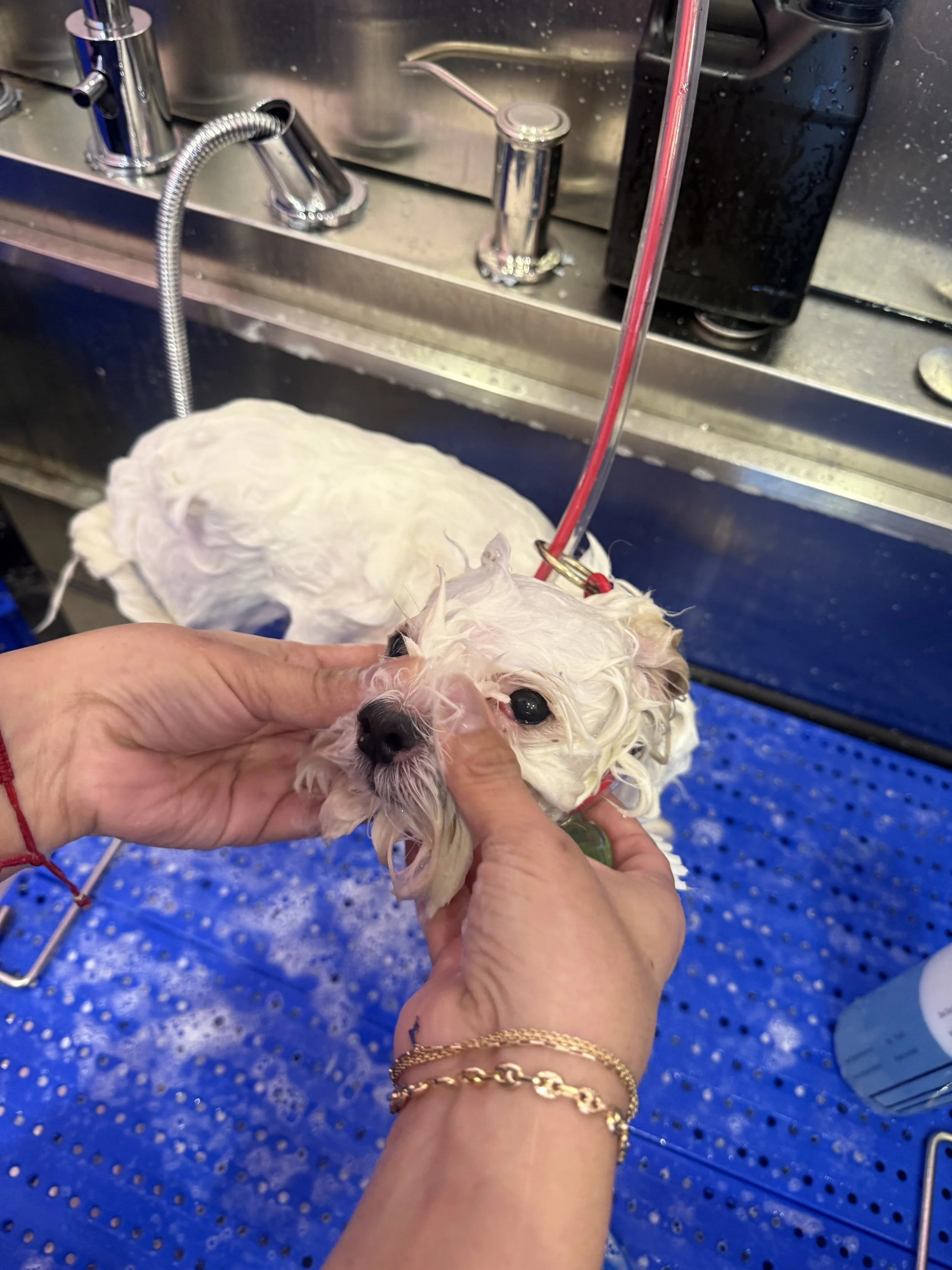 A small dog being bathed in a sink with water and soap, held gently by a person.