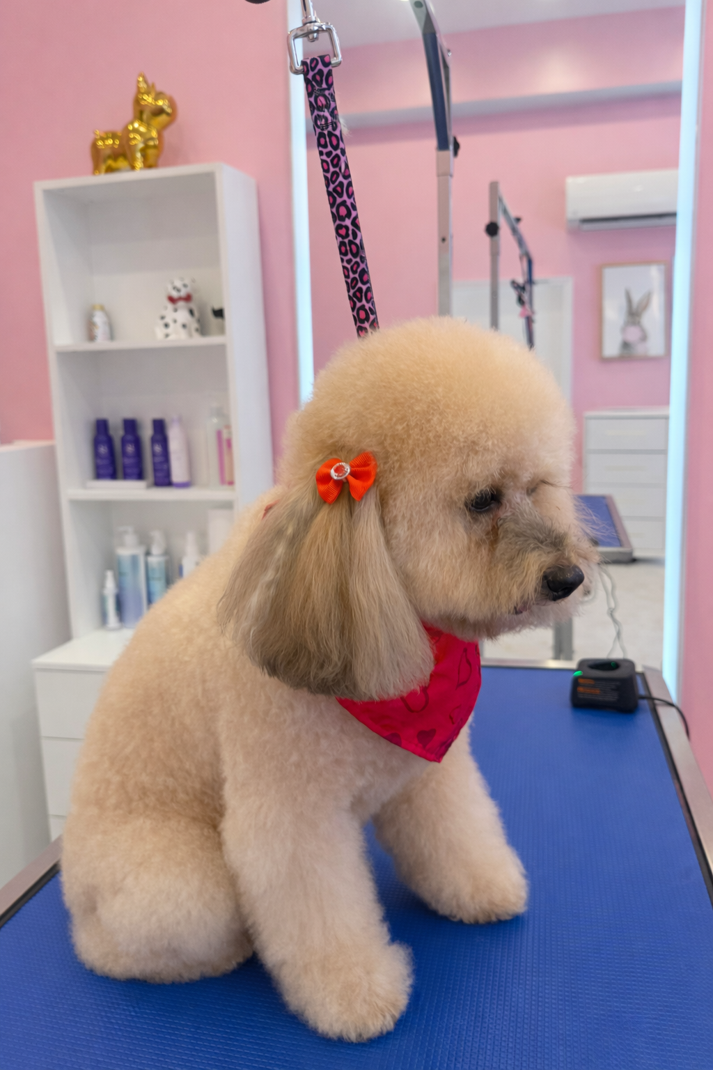 A groomed cream-colored poodle with an orange bow in its ear wearing a red bandana sitting on a grooming table in a pink-themed pet grooming salon.