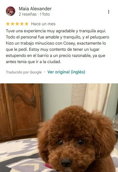A small brown poodle puppy with black eyes sitting on a patterned surface with a wooden cabinet and light-colored curtains in the background.