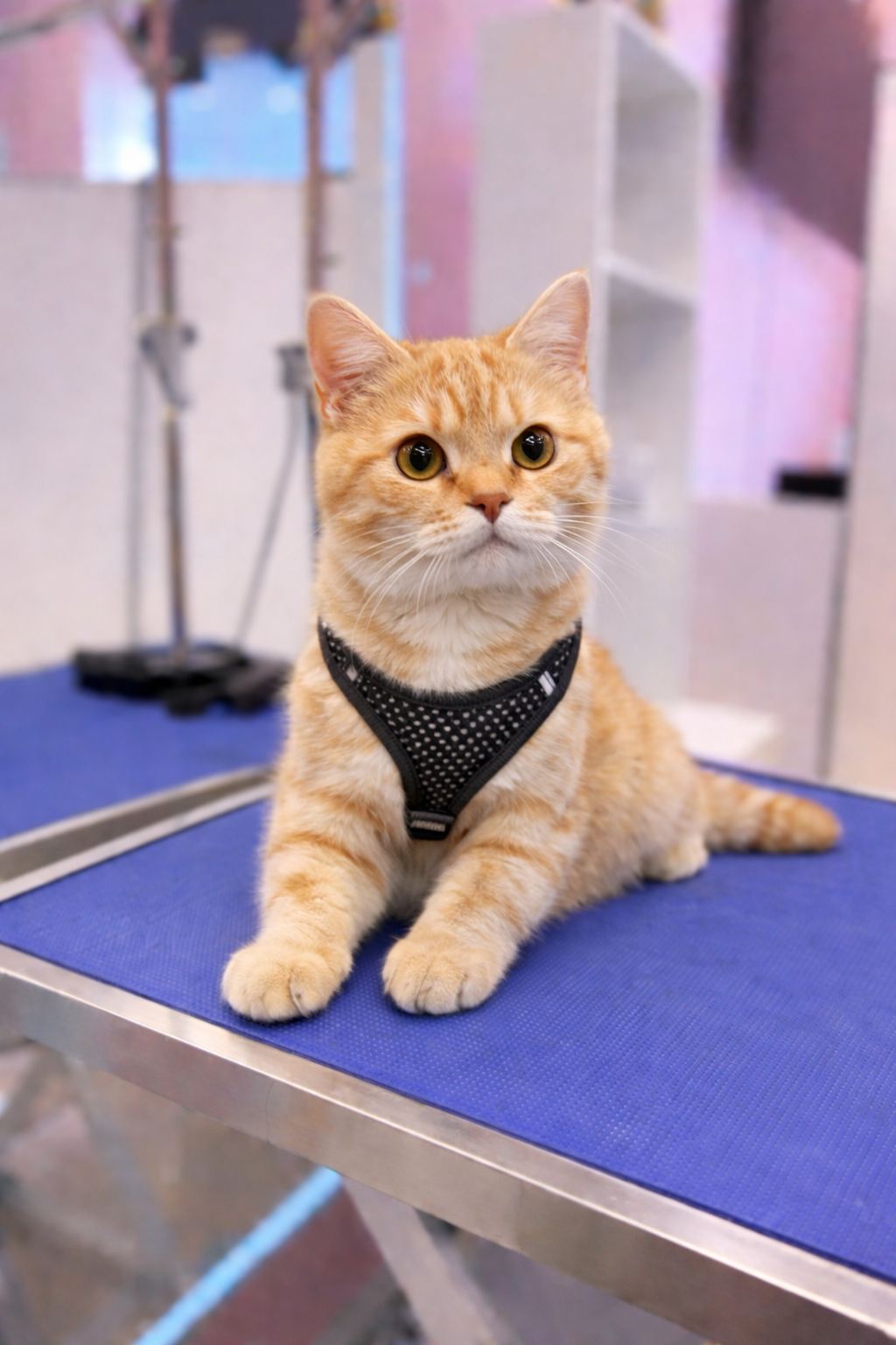 An orange tabby cat wearing a black harness with white dots, sitting on a blue grooming table in a pet grooming salon, with grooming tools and equipment in the background.