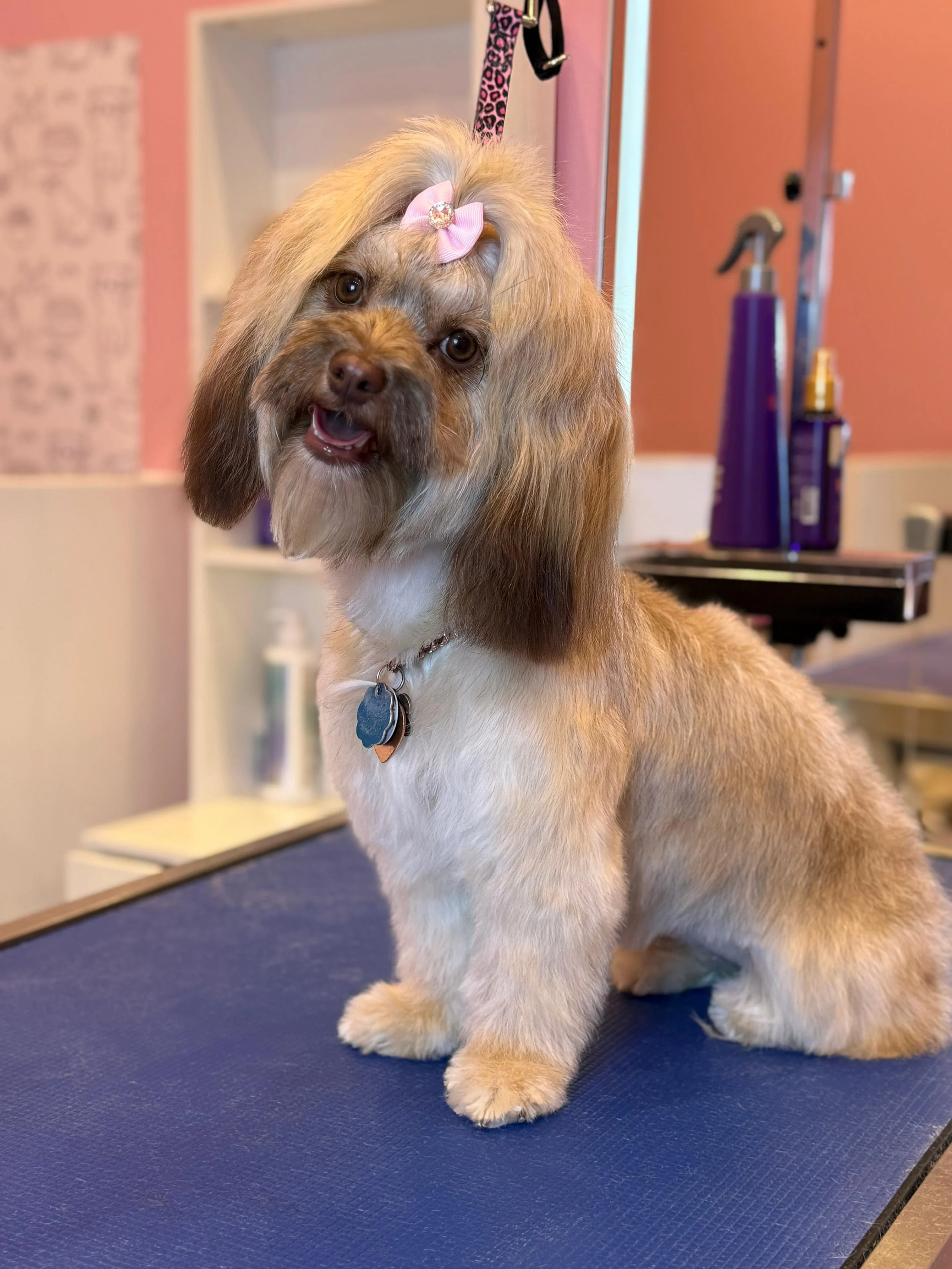 A cute dog with long ears and a fluffy coat, wearing a pink bow on its head, sitting on a grooming table in a pet grooming salon.