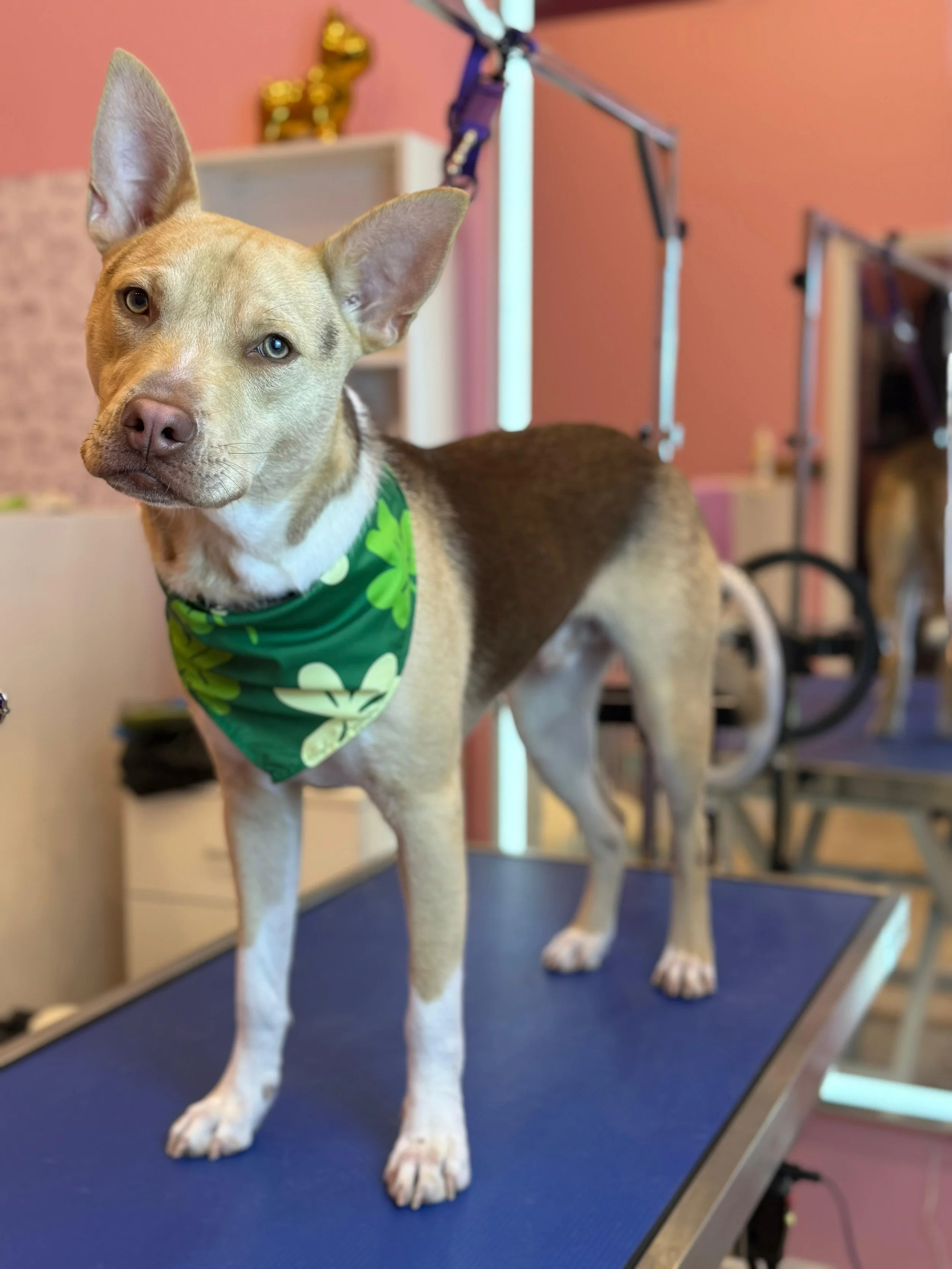 A dog, possibly a mixed breed, with tan and white fur, standing on a grooming table with a blue non-slip surface, wearing a green bandana with a shamrock pattern. The background has pink walls, grooming equipment, and a bookshelf.
