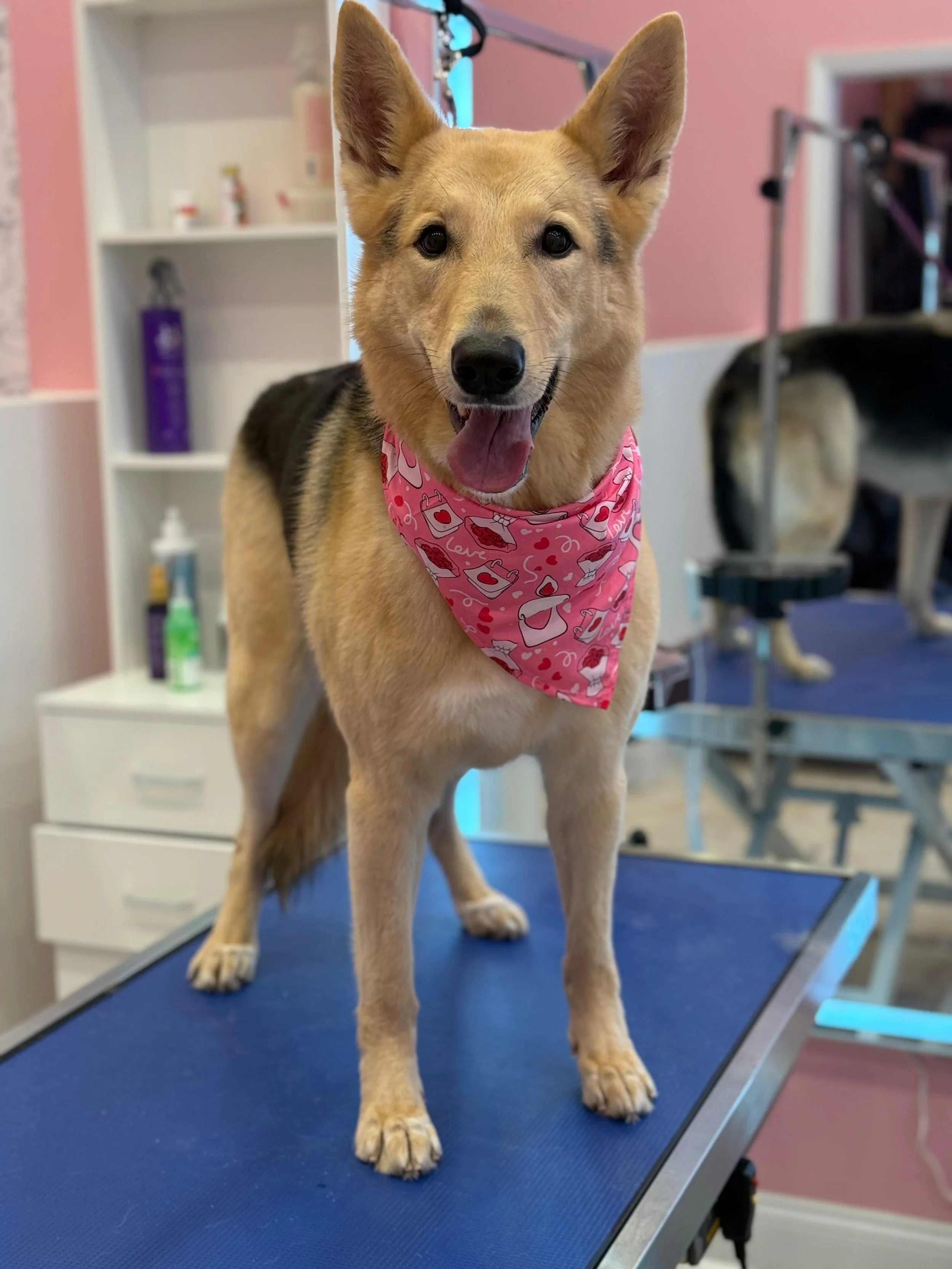 A dog with a tan and black coat, wearing a pink bandana with a Valentine's-themed pattern, standing on a grooming table in a grooming salon.