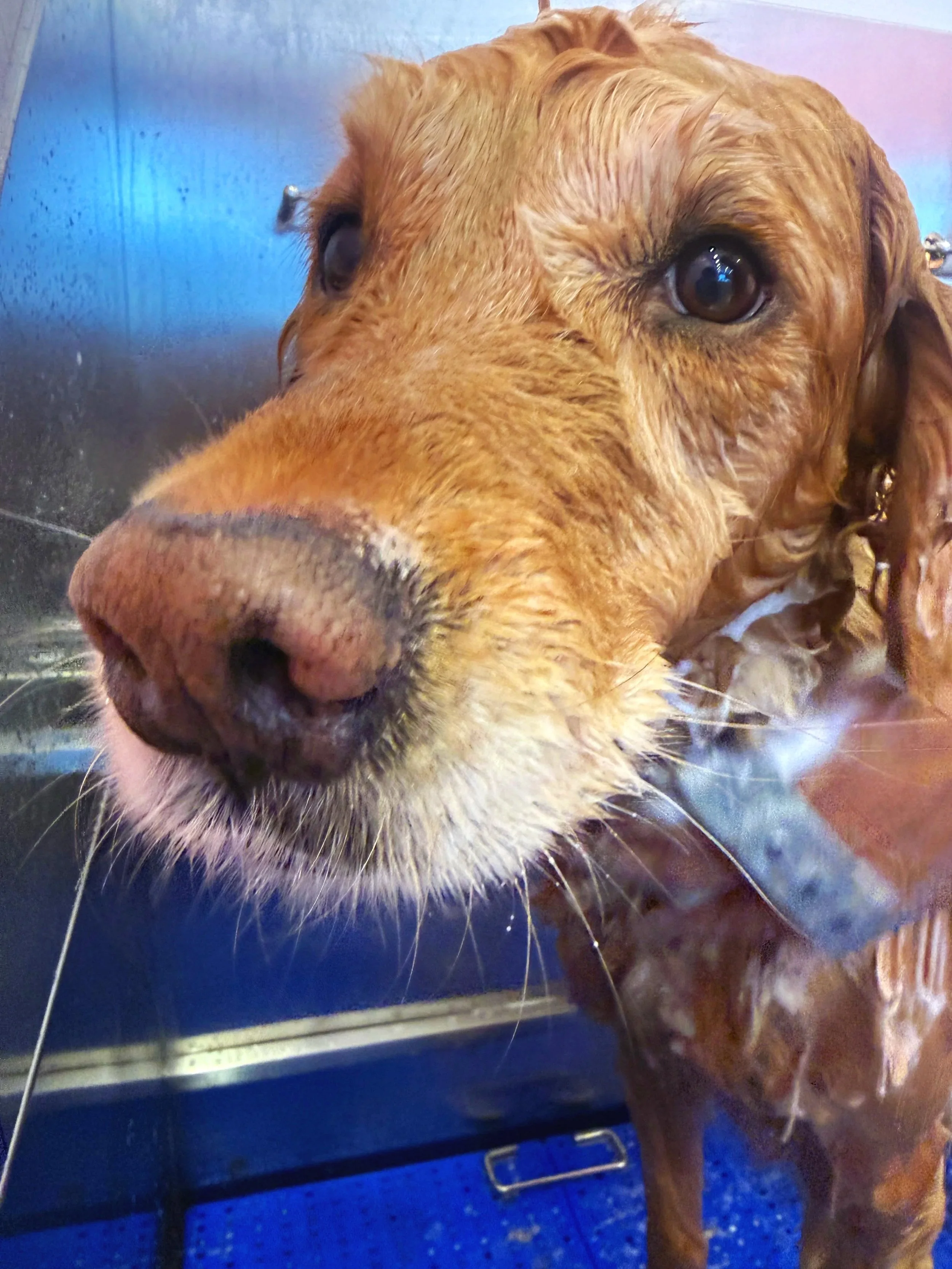 A close-up of a wet, golden retriever dog during a bath, with water on its face and in a stainless steel tub.