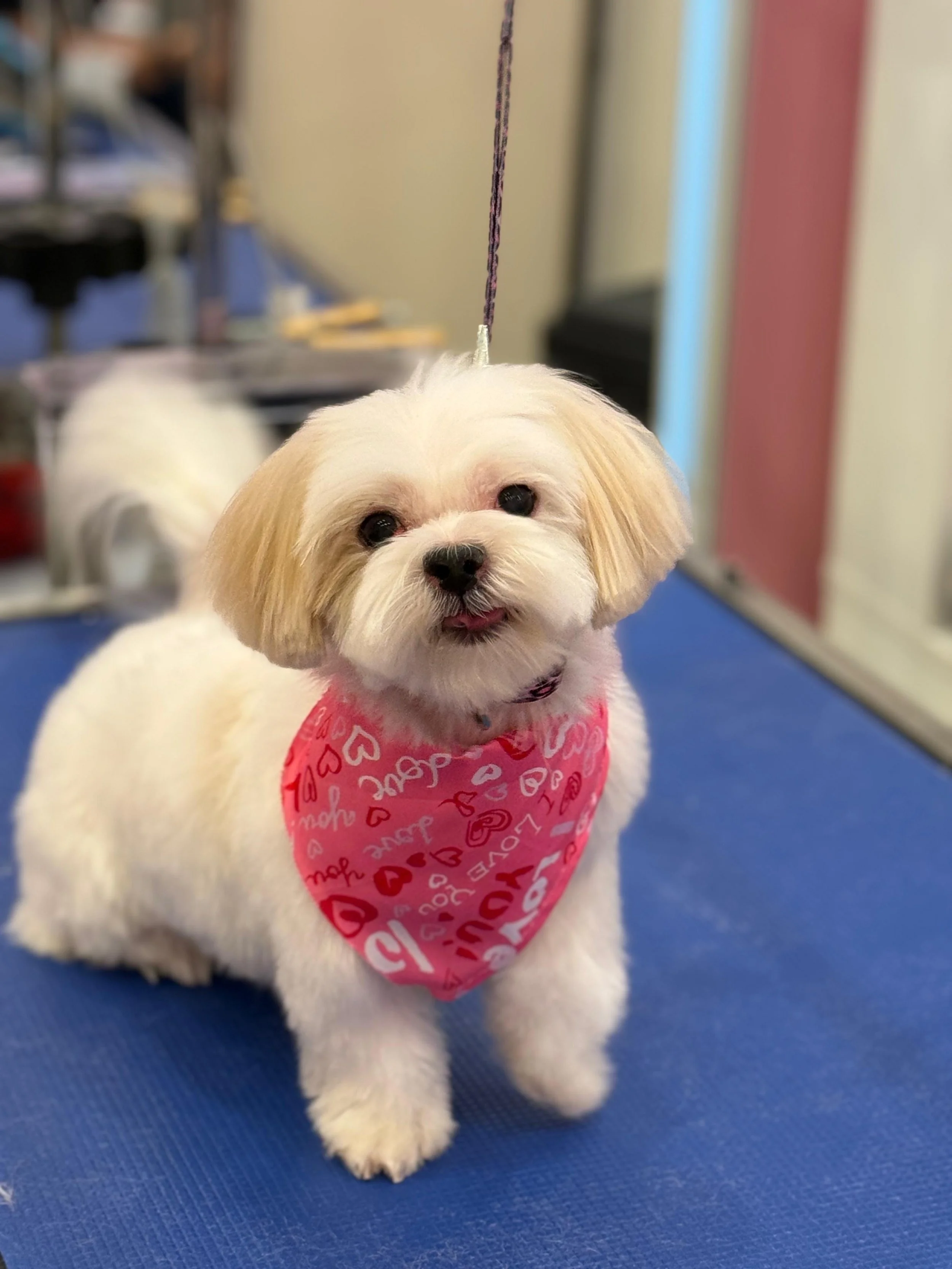 A small white dog with tan ears, wearing a pink bandana with red and white hearts and words, sitting on a blue grooming table.