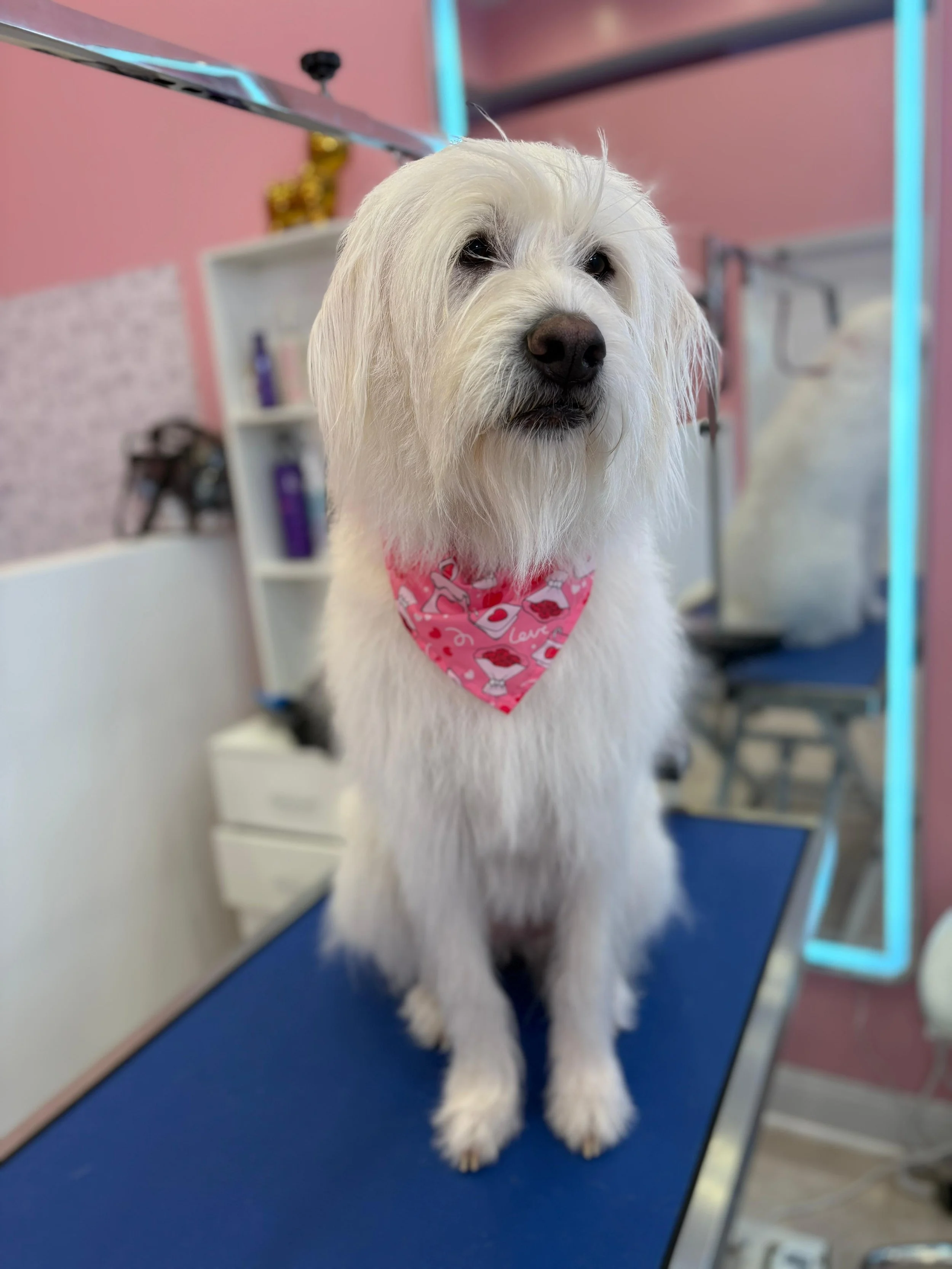 A white dog with a pink bandana sitting on a grooming table at a pet grooming salon.