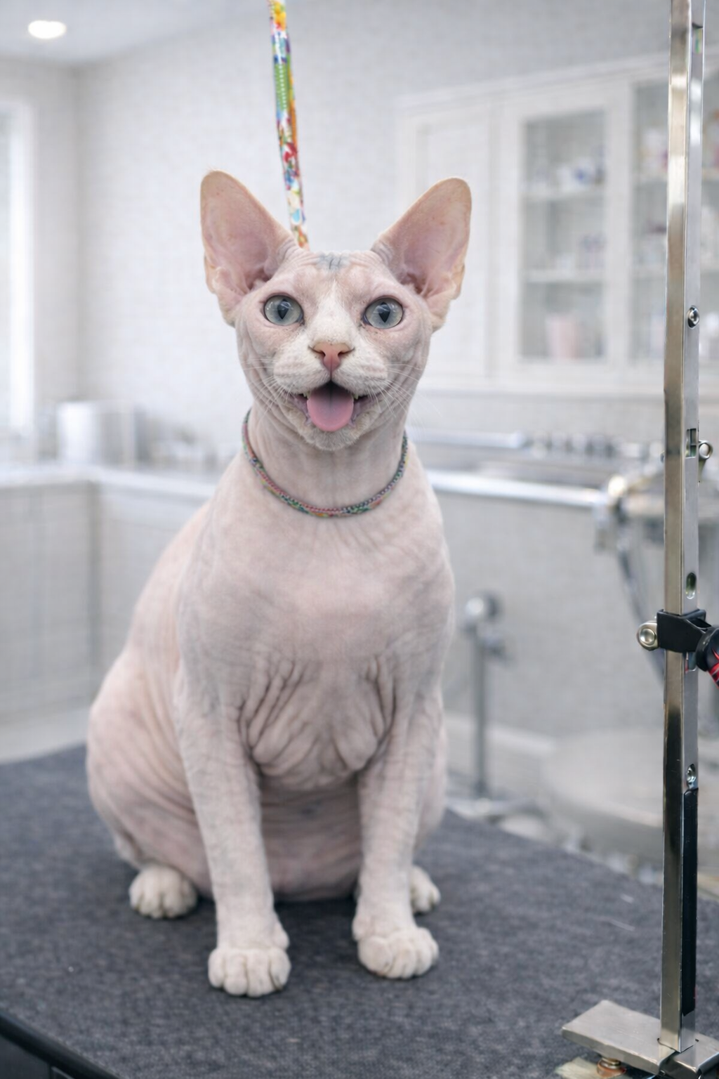 A hairless sphynx cat with blue eyes and a colorful collar sitting on a grooming table, smiling with its tongue out.