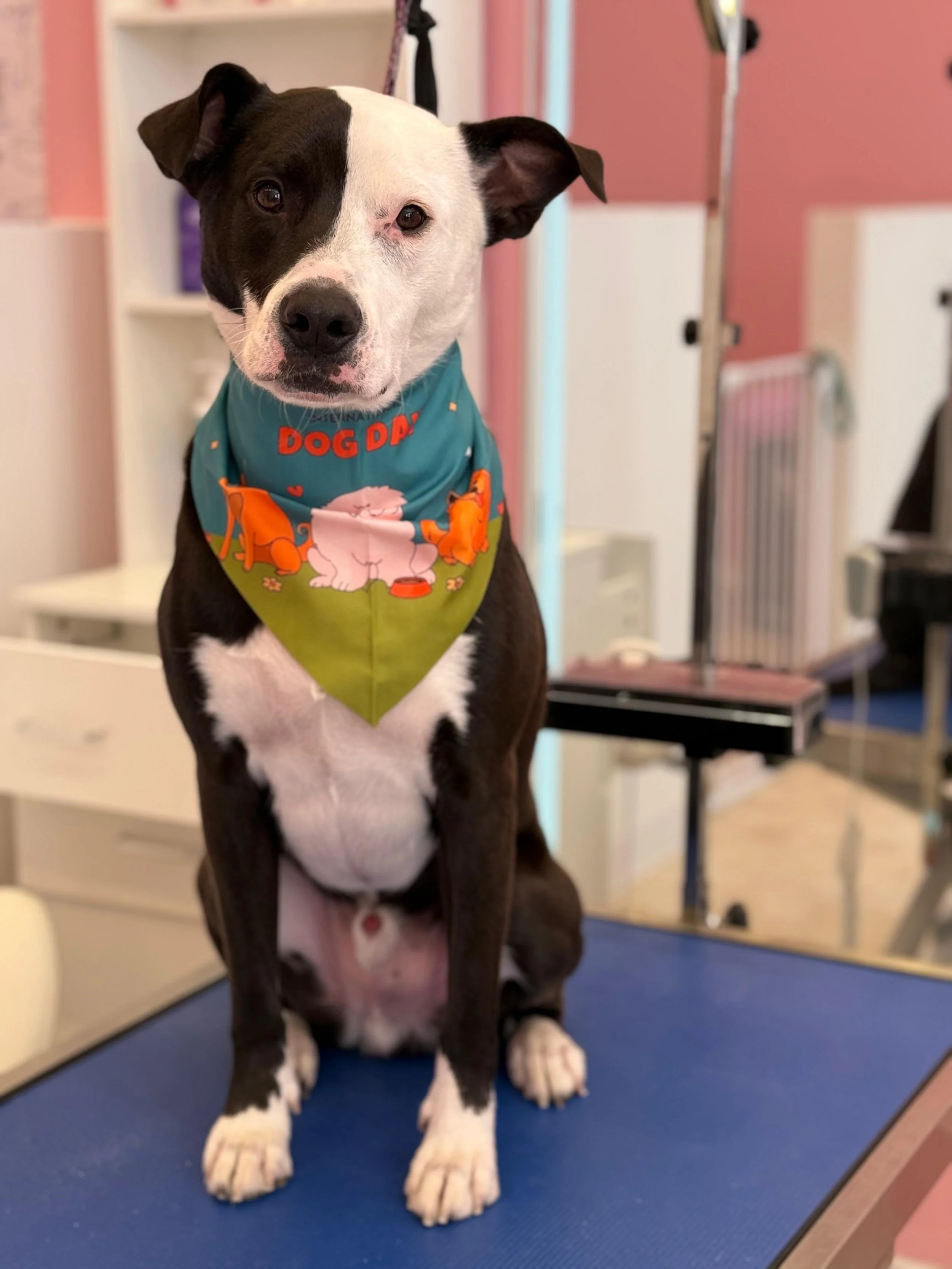 Black and white dog sitting on a grooming table, wearing a colorful bandana that says "Dog Dad," with a pink background and grooming equipment in the background.