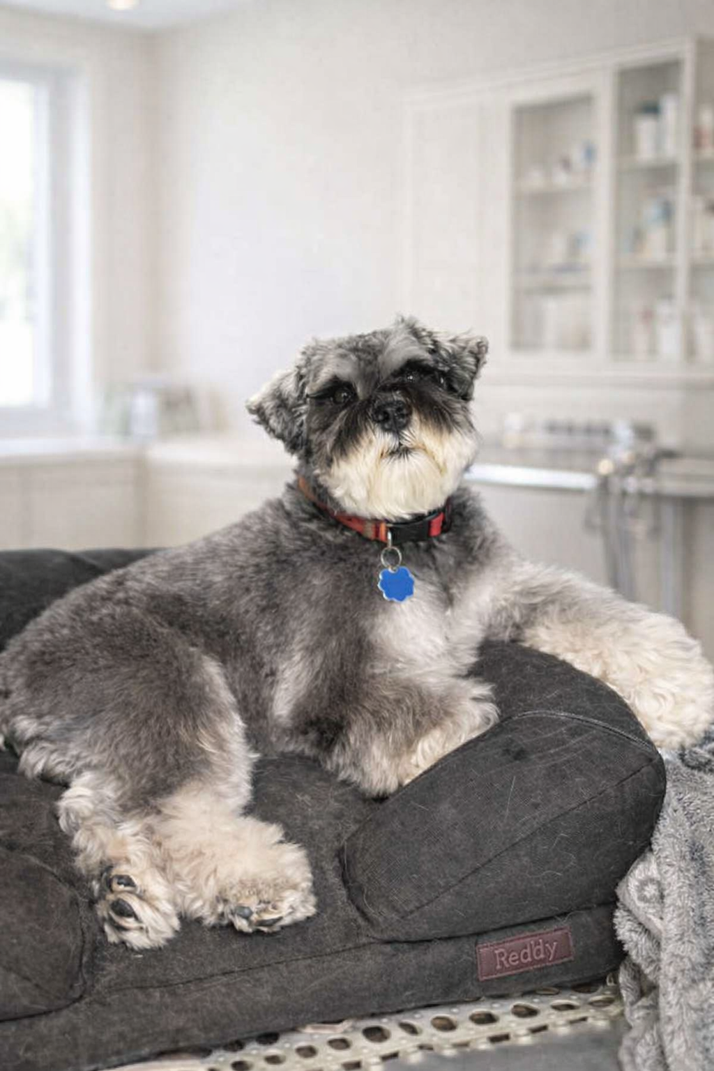A Schnauzer dog with gray and white fur, sitting on a black dog bed inside a room with white walls and a window.