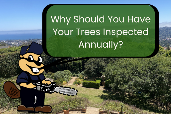 Why Should You Have Your Trees Inspected Annually?