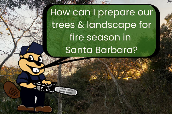 How Can I Prepare Our Trees and Landscape for Fire Season in Santa Barbara?