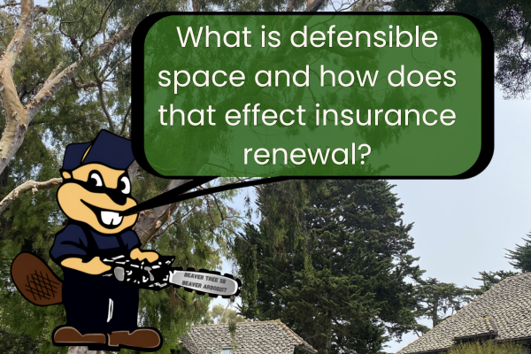 What Is Defensible Space and How Does It Affect Insurance Renewal?