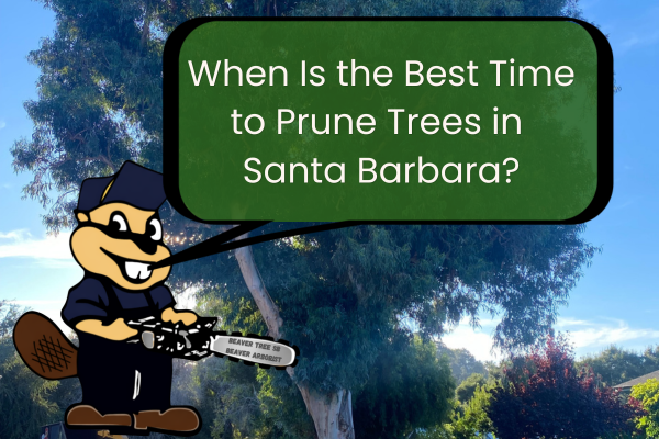 Pruning Trees: When Is The Best Time?
