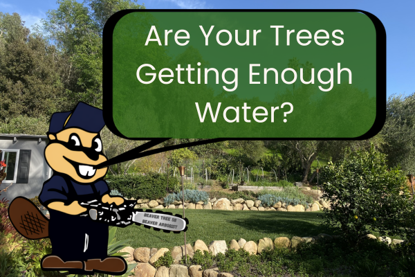 Are Your Trees Getting Enough Water? Summer Irrigation Tips for Mature Trees in Santa Barbara