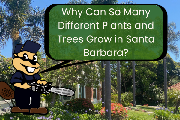 Why Can So Many Different Plants and Trees Grow in Santa Barbara?