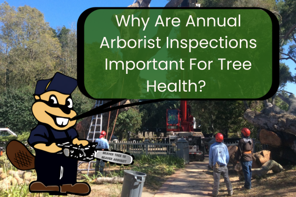 Why Are Annual Arborist Inspections Important for Tree Health and Safety in Santa Barbara?