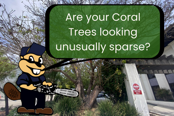 Santa Barbara Coral Trees Are Showing Signs of Erythrina Twig Borer