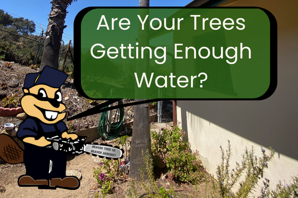 No Rain and More Heat Ahead: Now Is a Good Time to Give Your Trees Supplemental Water