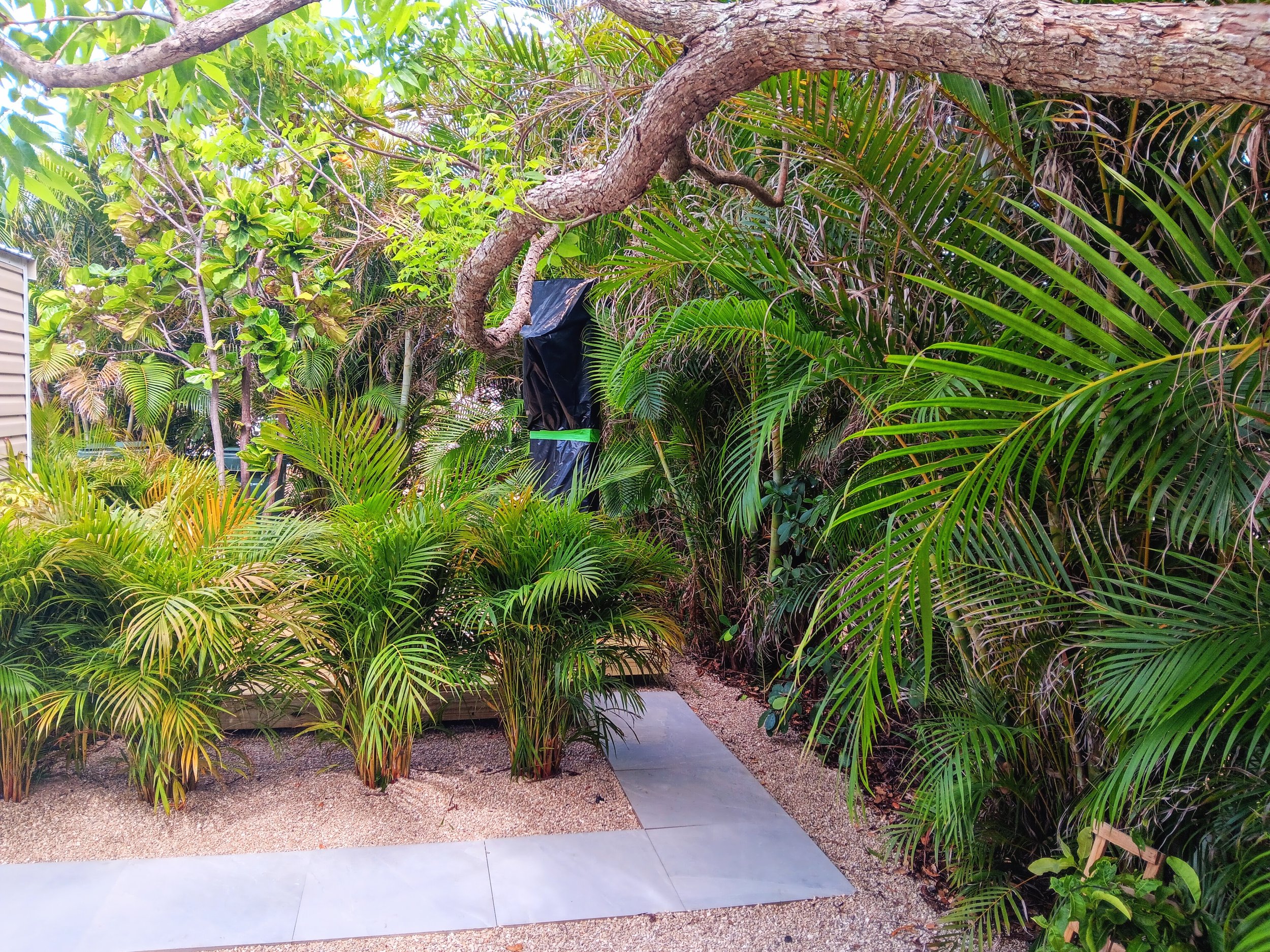 A lush backyard with various green tropical plants and palm trees. A concrete pathway runs through the garden, with a gravel bed on either side. The scene includes a large tree with spreading branches lifting over the bushes and a black covering or bag attached to a branch in the background.