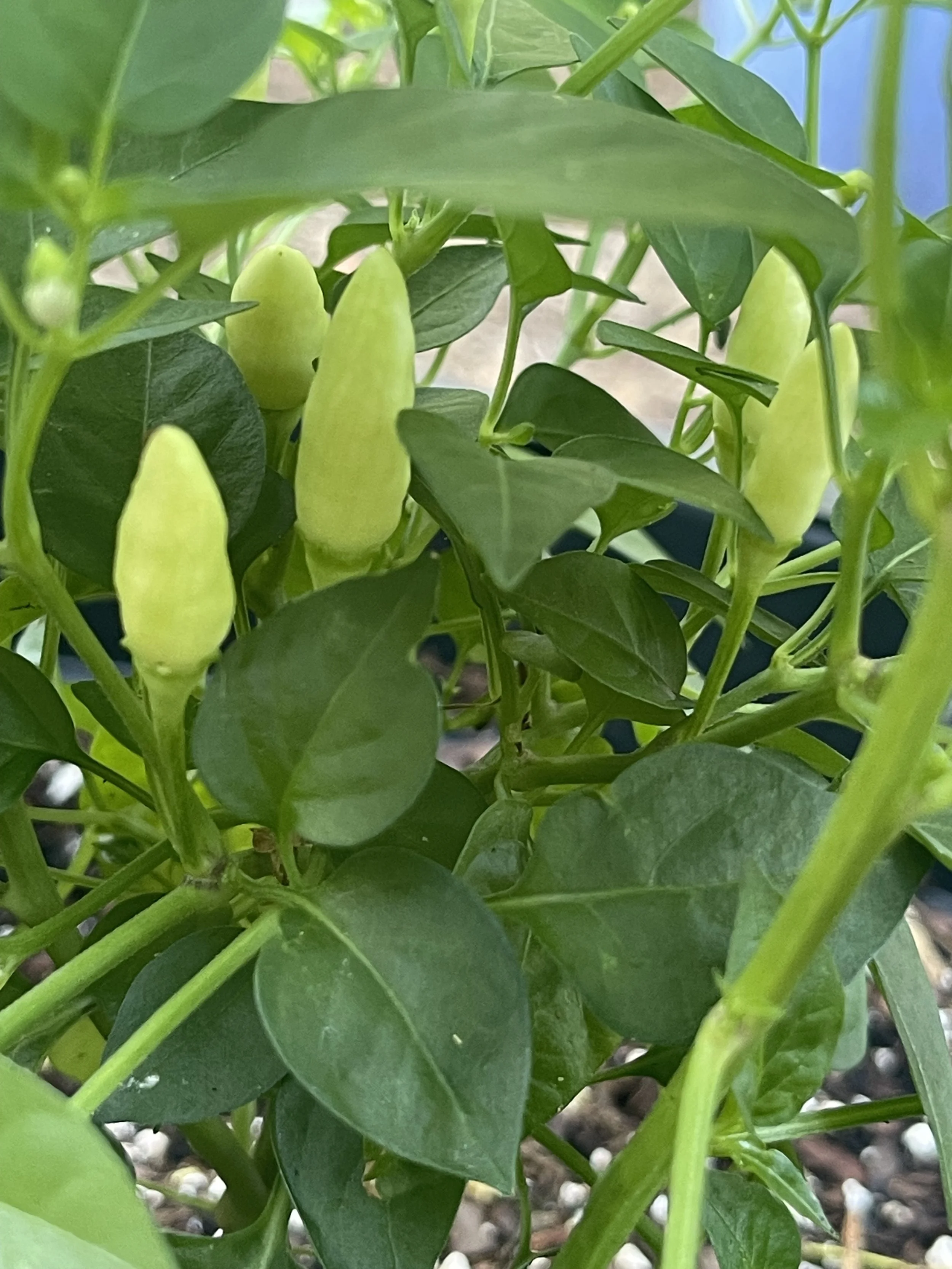 The Blanquíto Pepper Story.