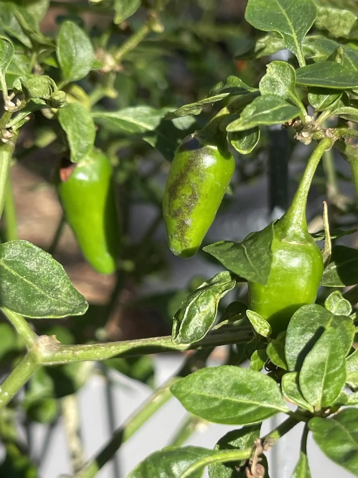 Making my own Hybrid Pepper