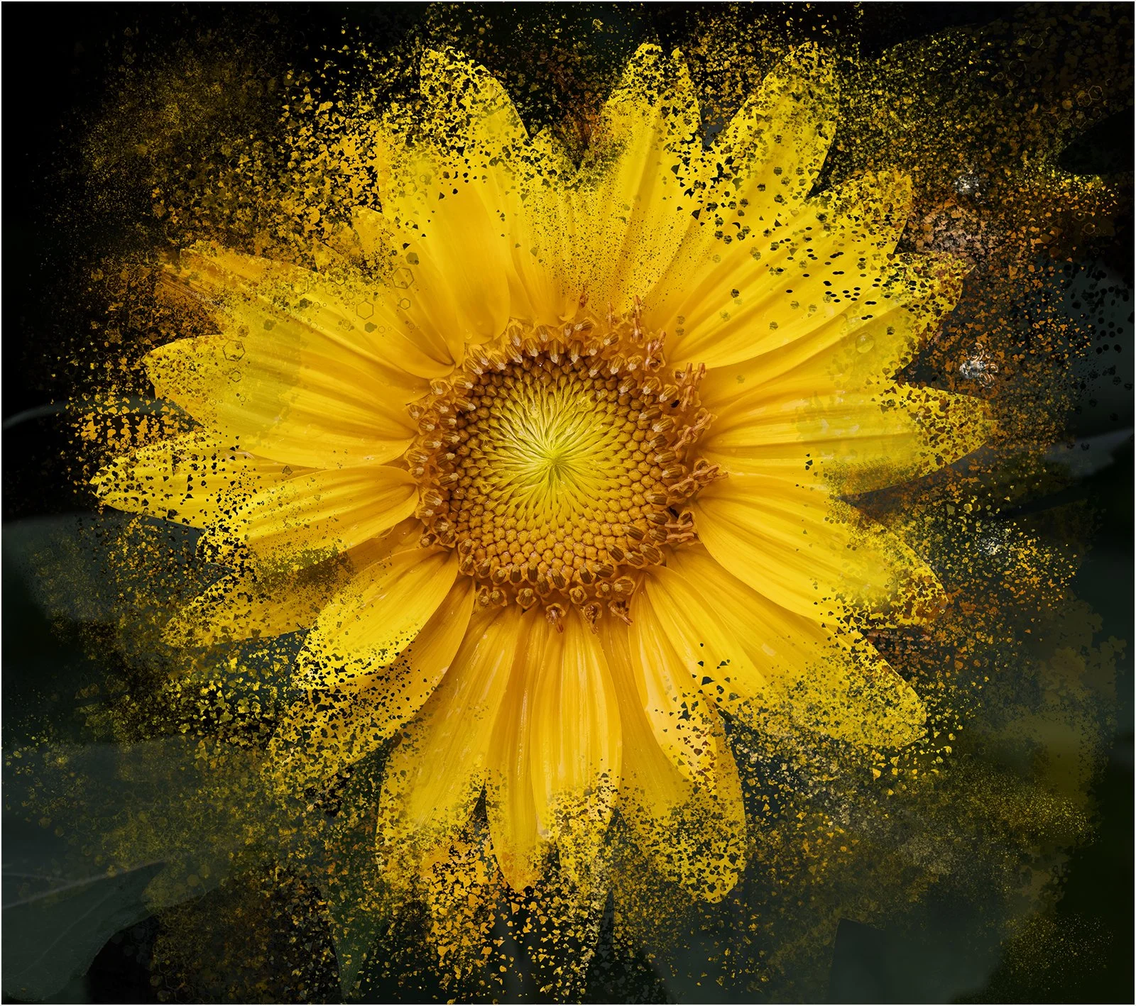 Golden Dispersion - Judy Sedlak