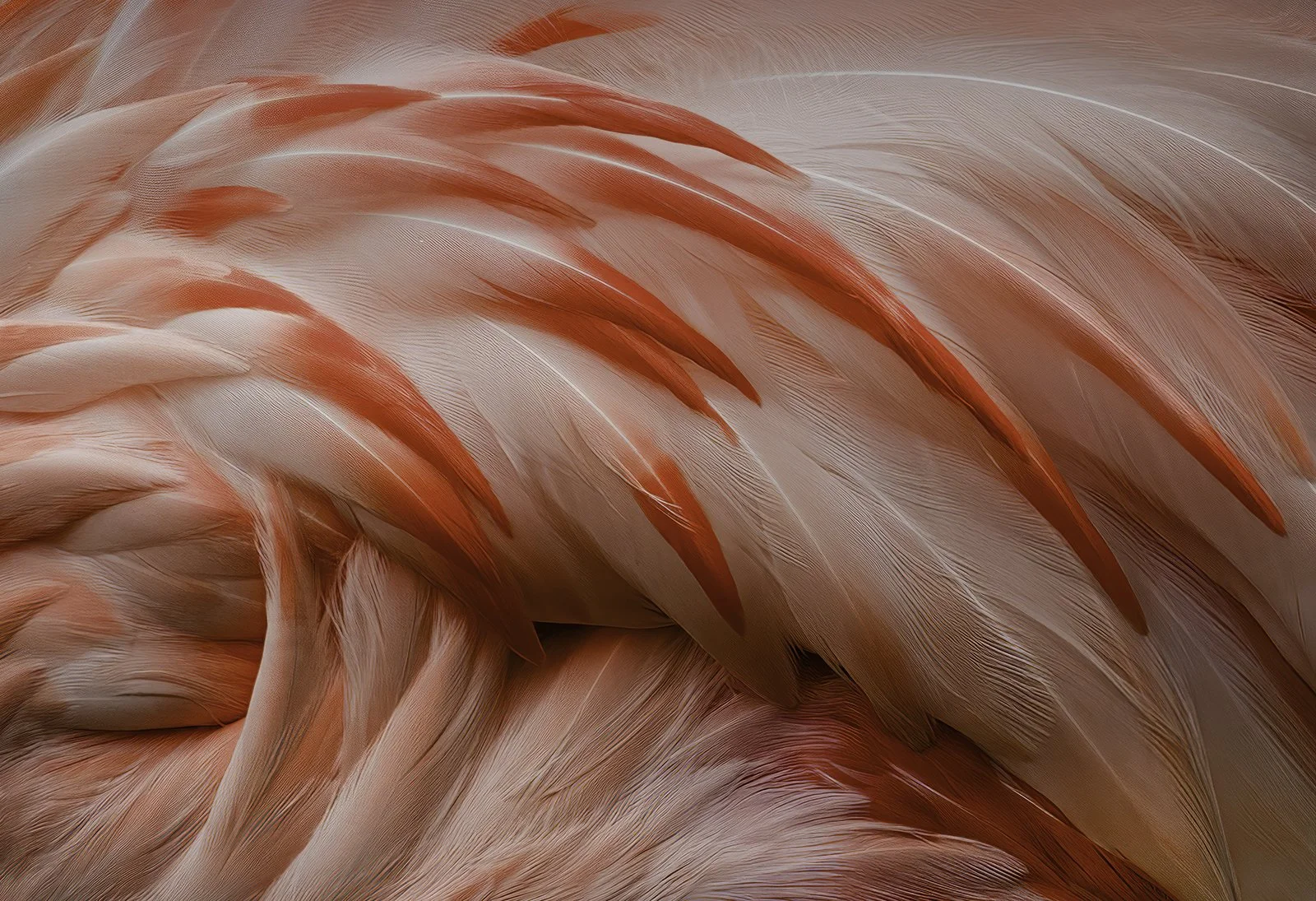 Fluffy - Frank Skowronski