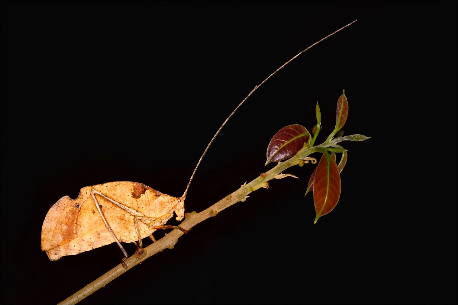 Camouflage - Pratibha Reddy