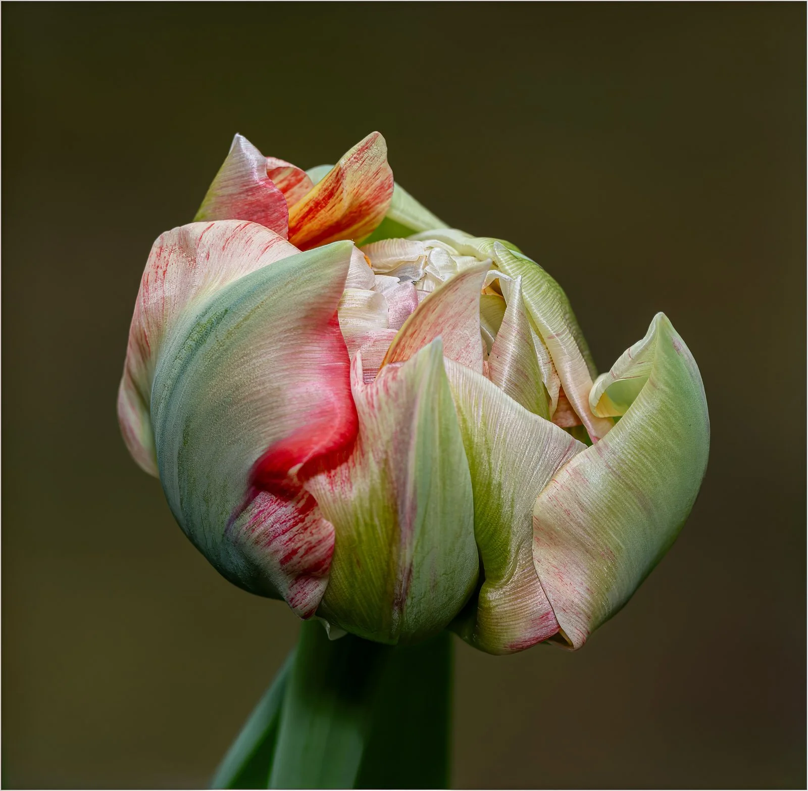 Emerging TULIP - Robert Cooley