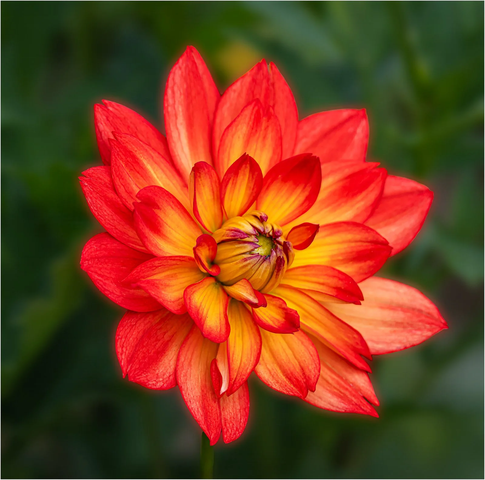 Dahlia - Rick Kent