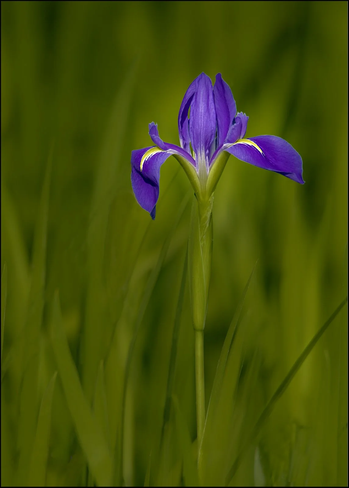 Iris Beauty - Linda Medine