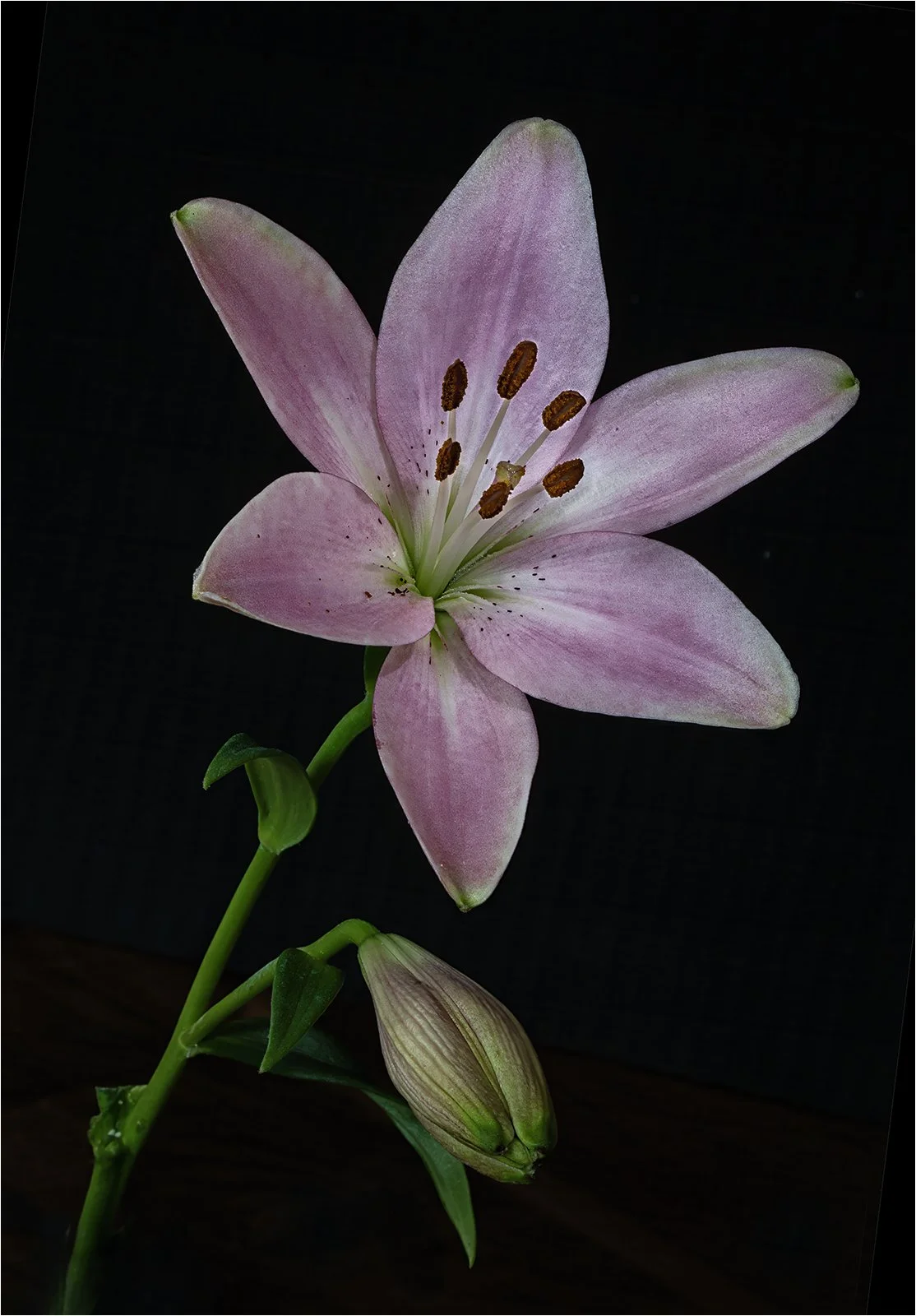 Lily - Judy Sedlak