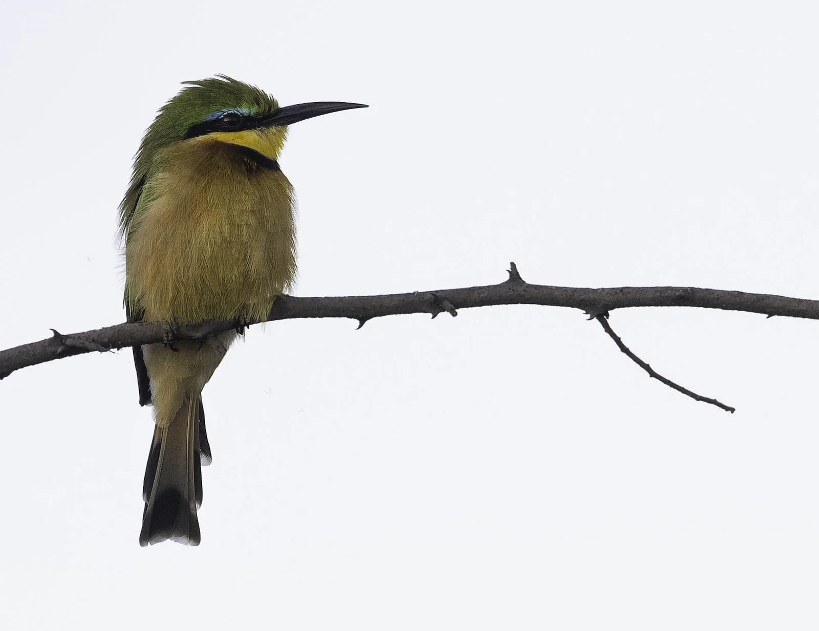 Little Bee-eater - Robert Scott