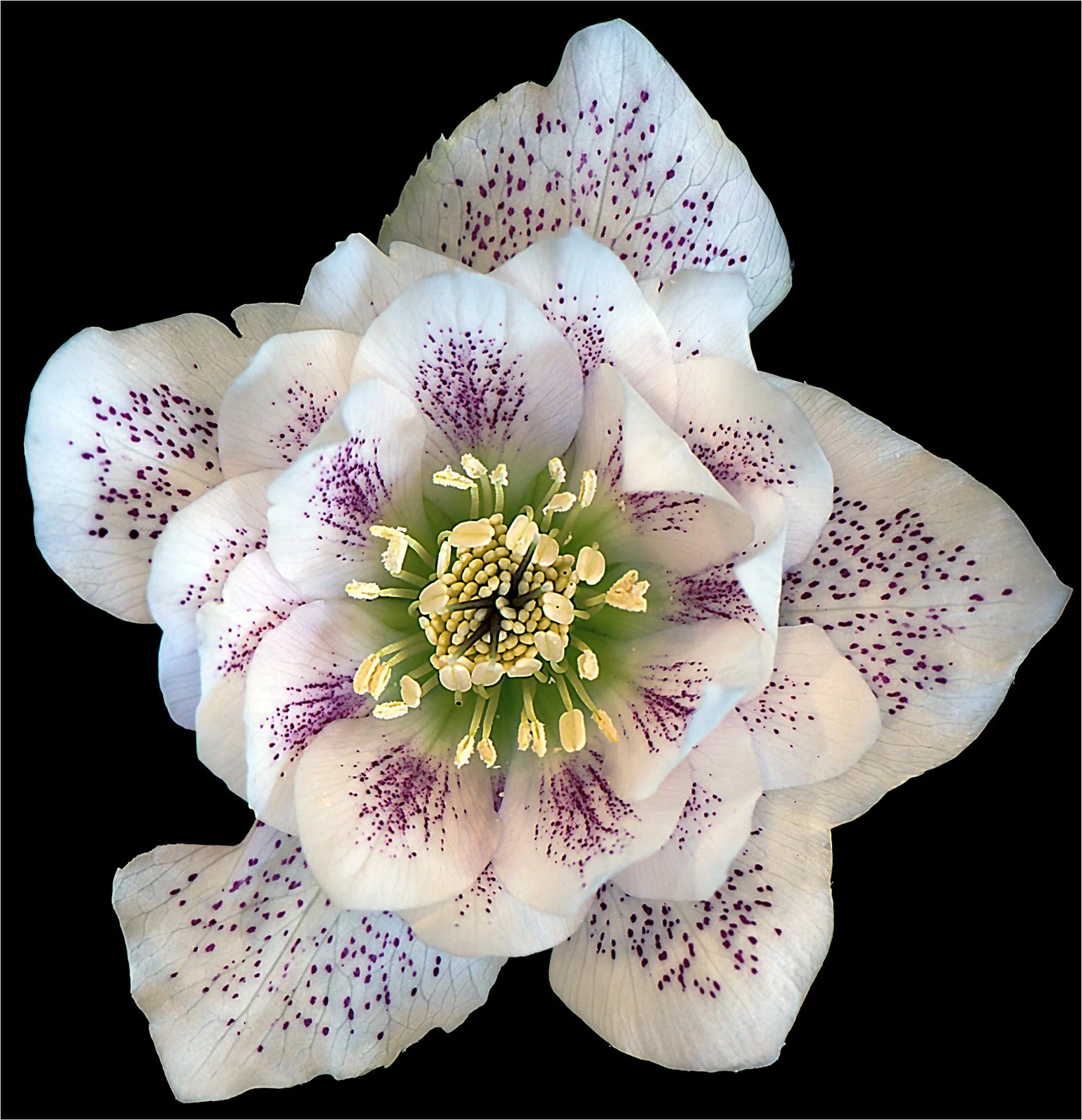 Hellebore - Peter Engelhardt