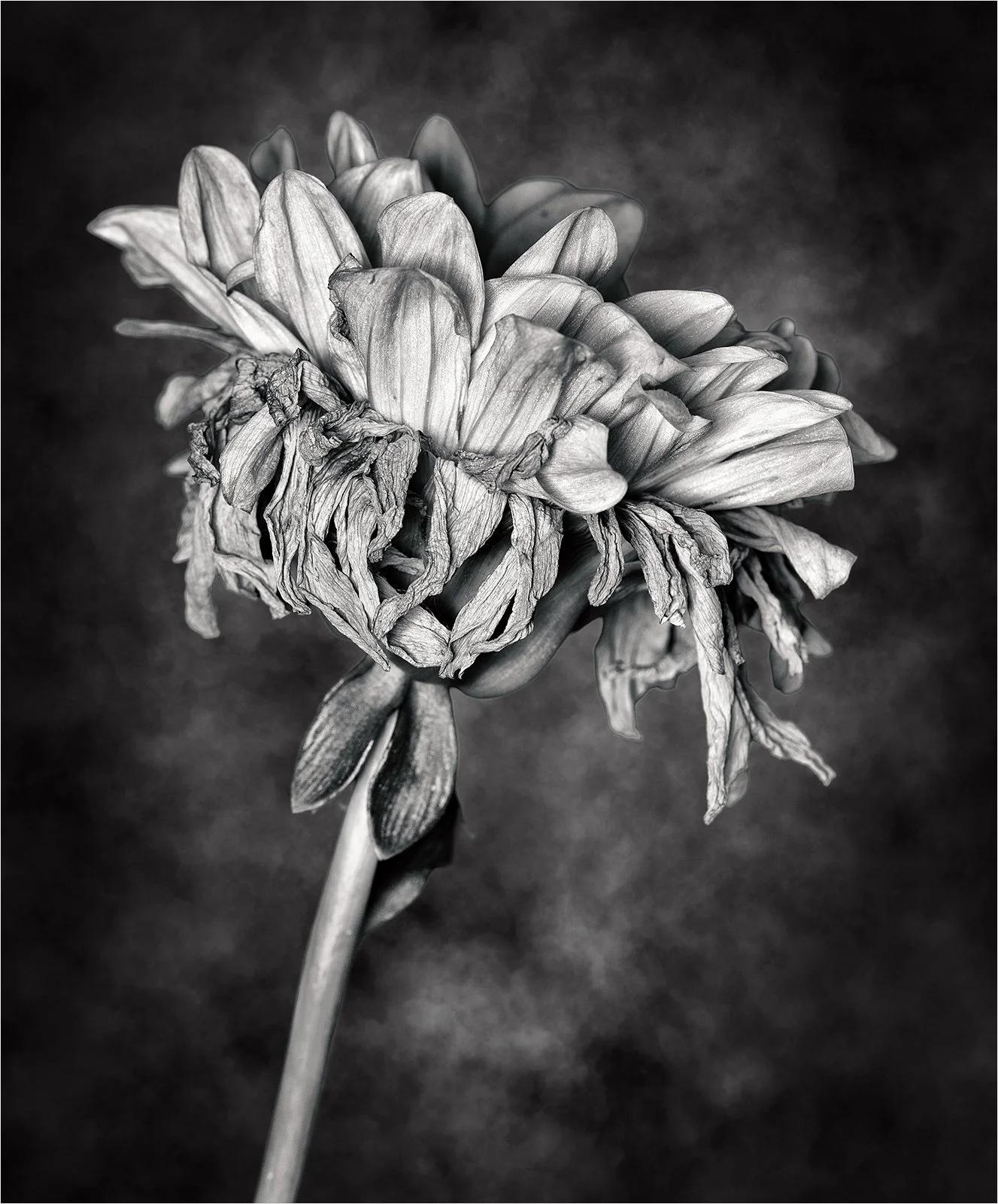 Aging - Judy Sedlak