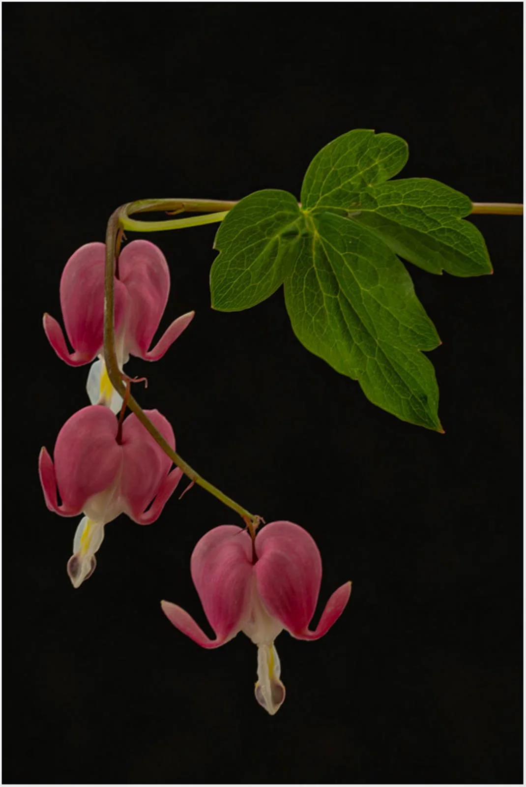 Bleeding Heart - Thomas Knoop