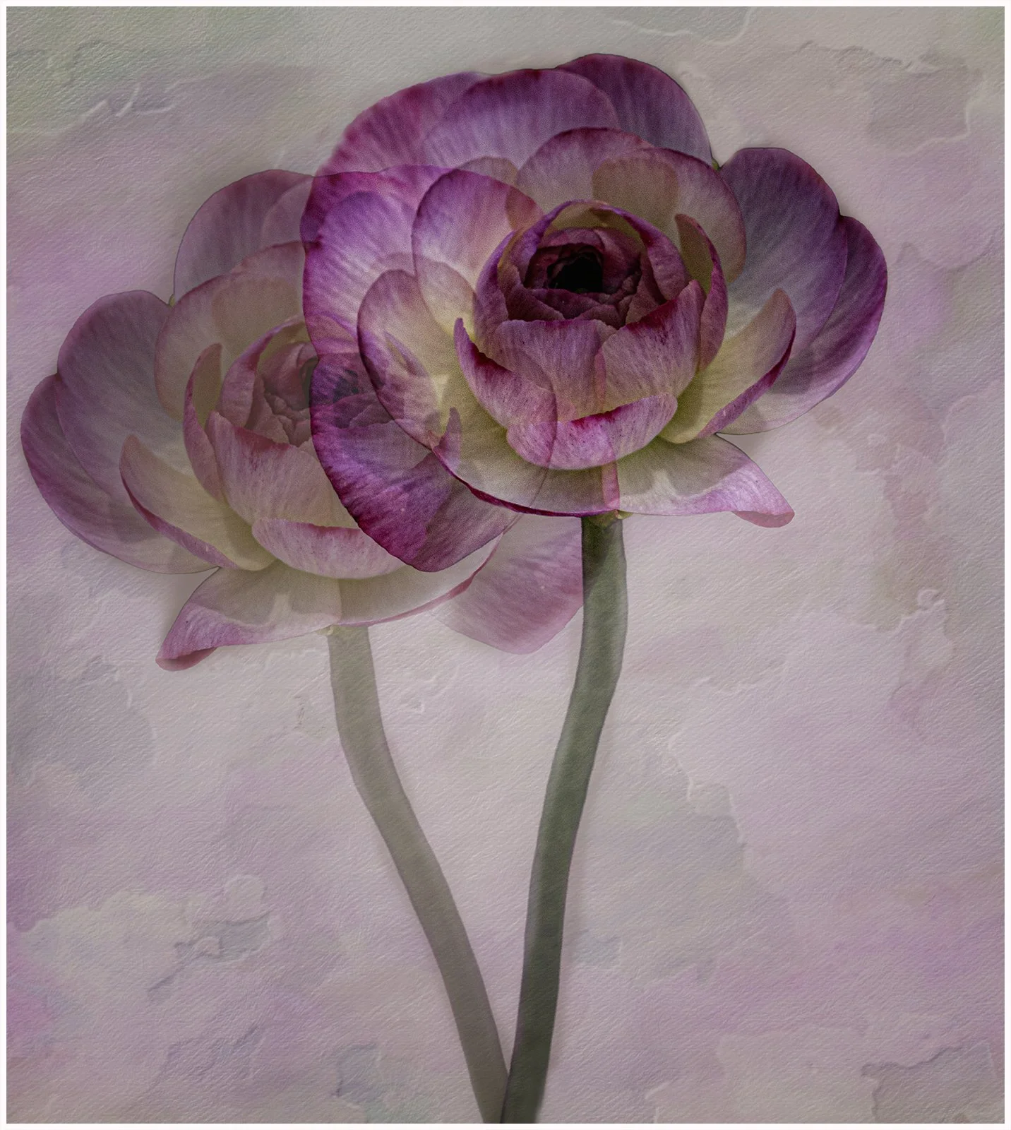 Ranunculus - Kathleen Baker