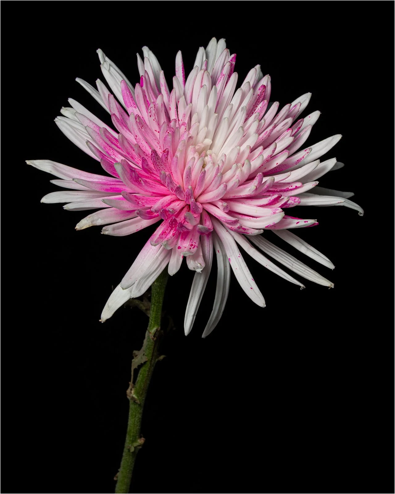 Spider mum - Alex Schmutz