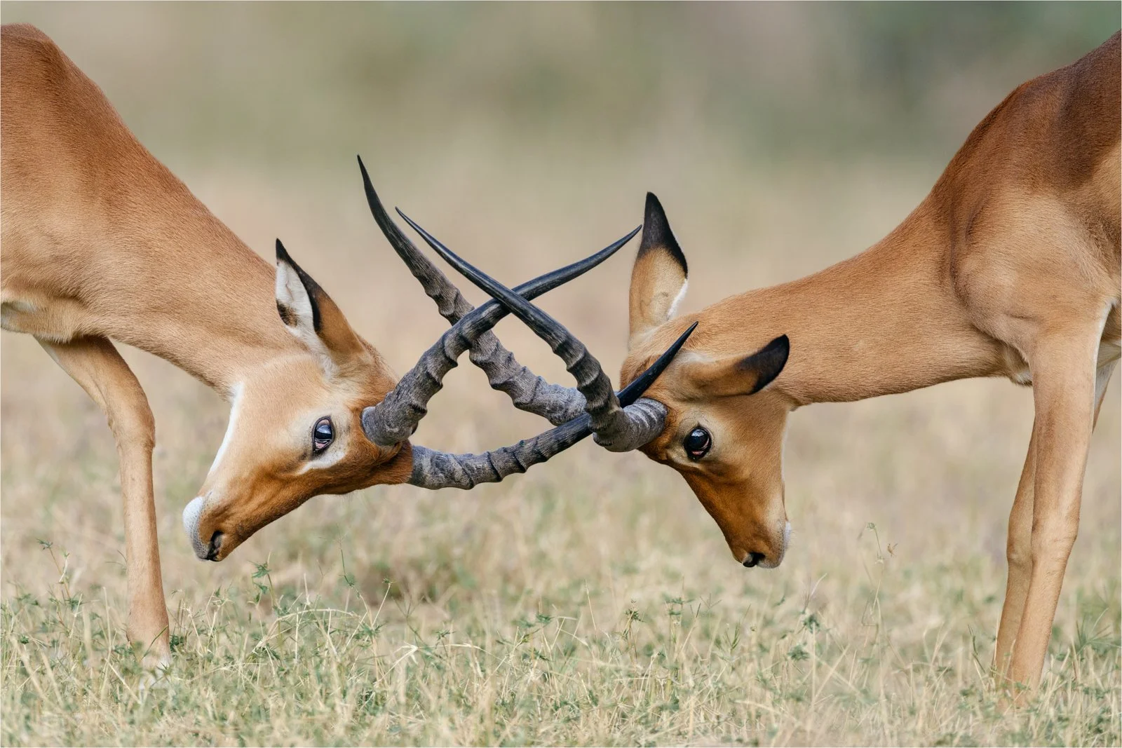 Locked Horns - Pratibha Reddy