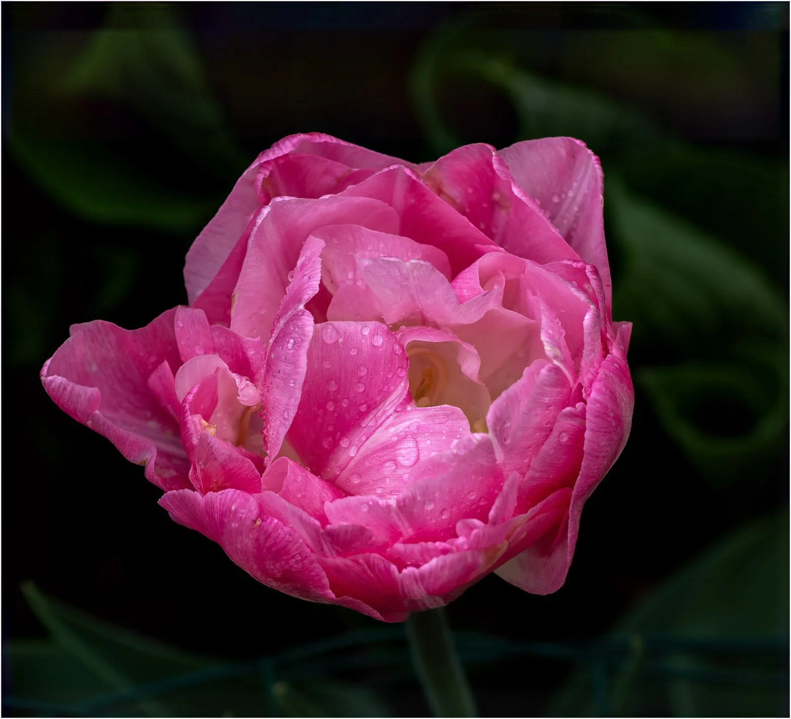 Peony - Robert Cooley