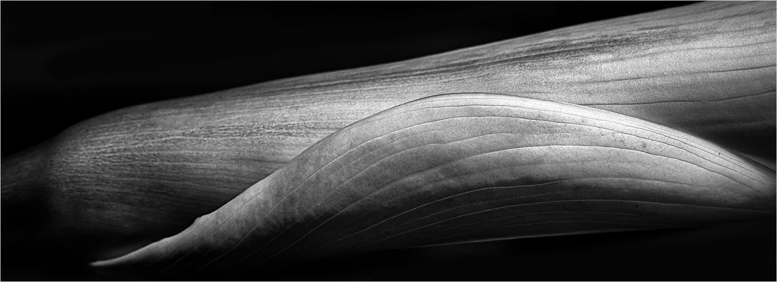 Unfurling - Judy Sedlak