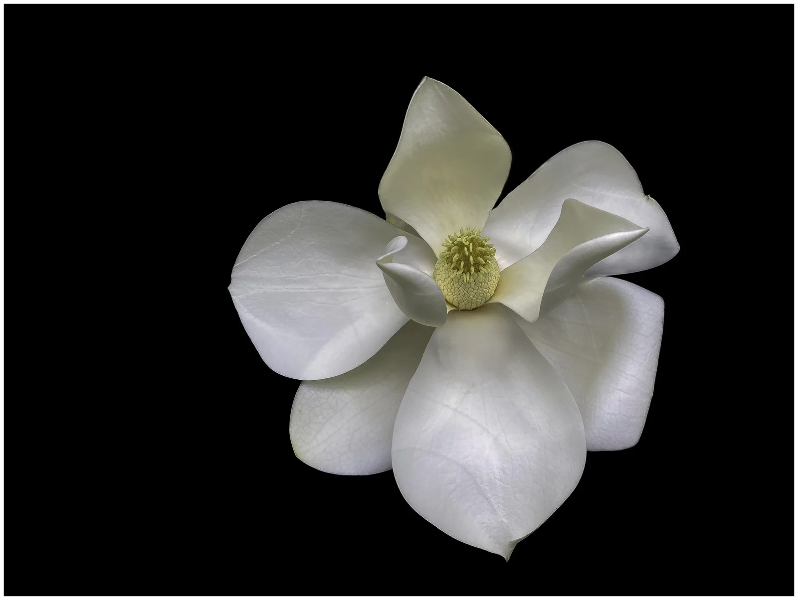 Magnolia Beauty - Linda Medine