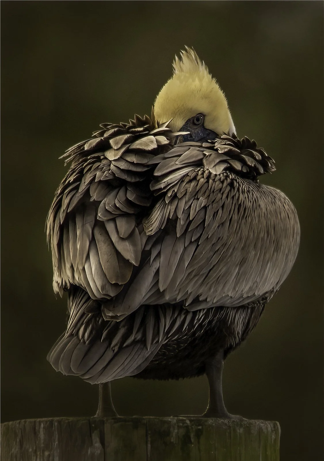 Peeking Pelican - Linda Medine