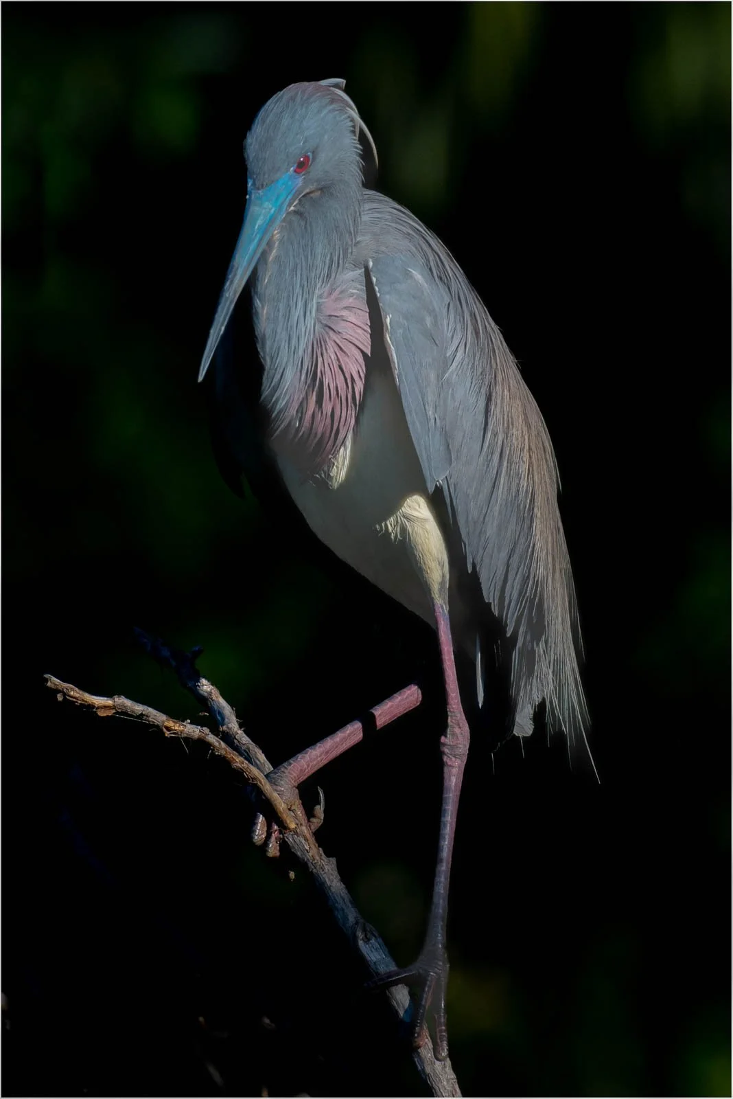 Little Blue - Thomas Knoop