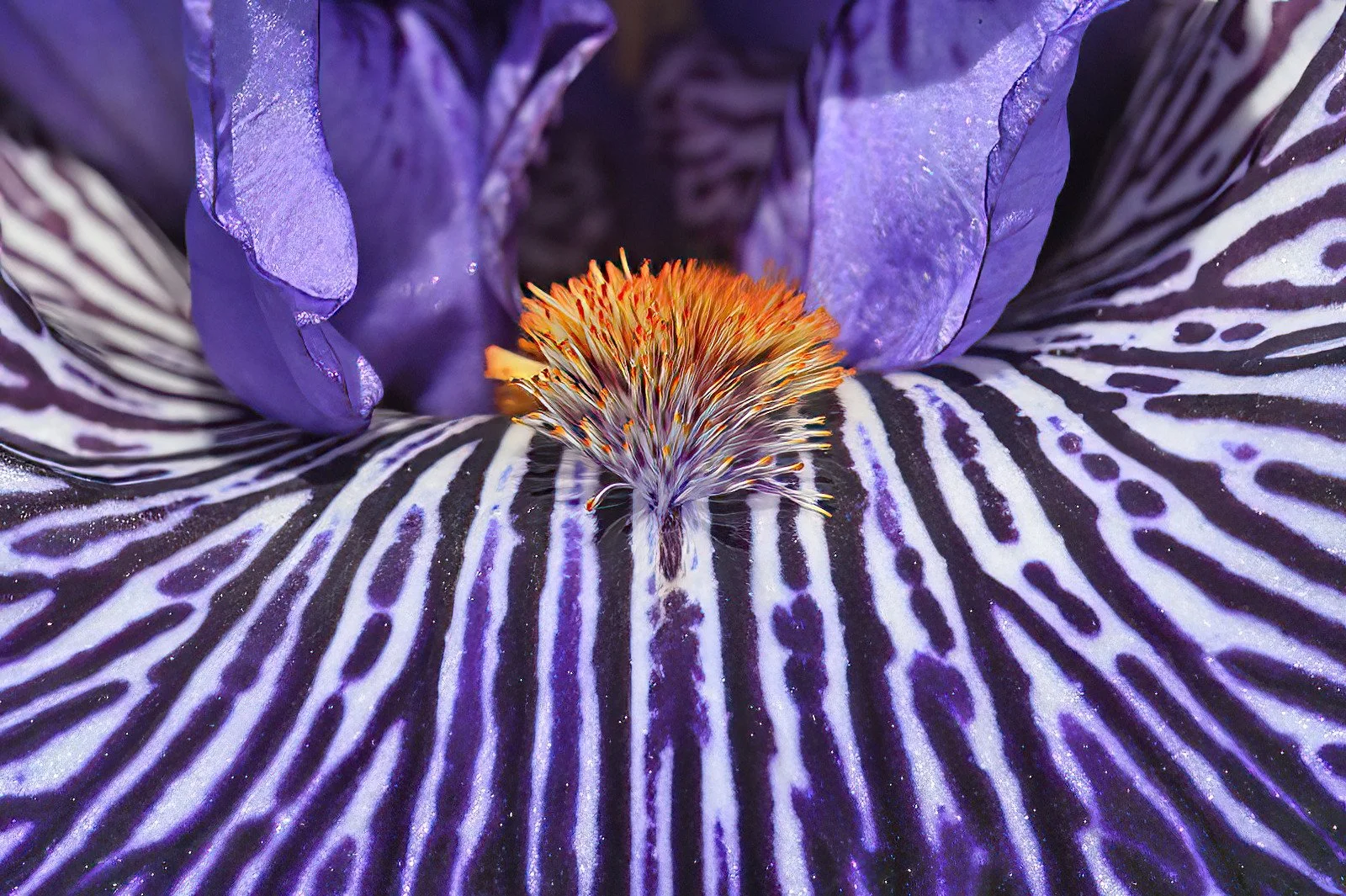 Iris detail 100 - Alan Kaplan