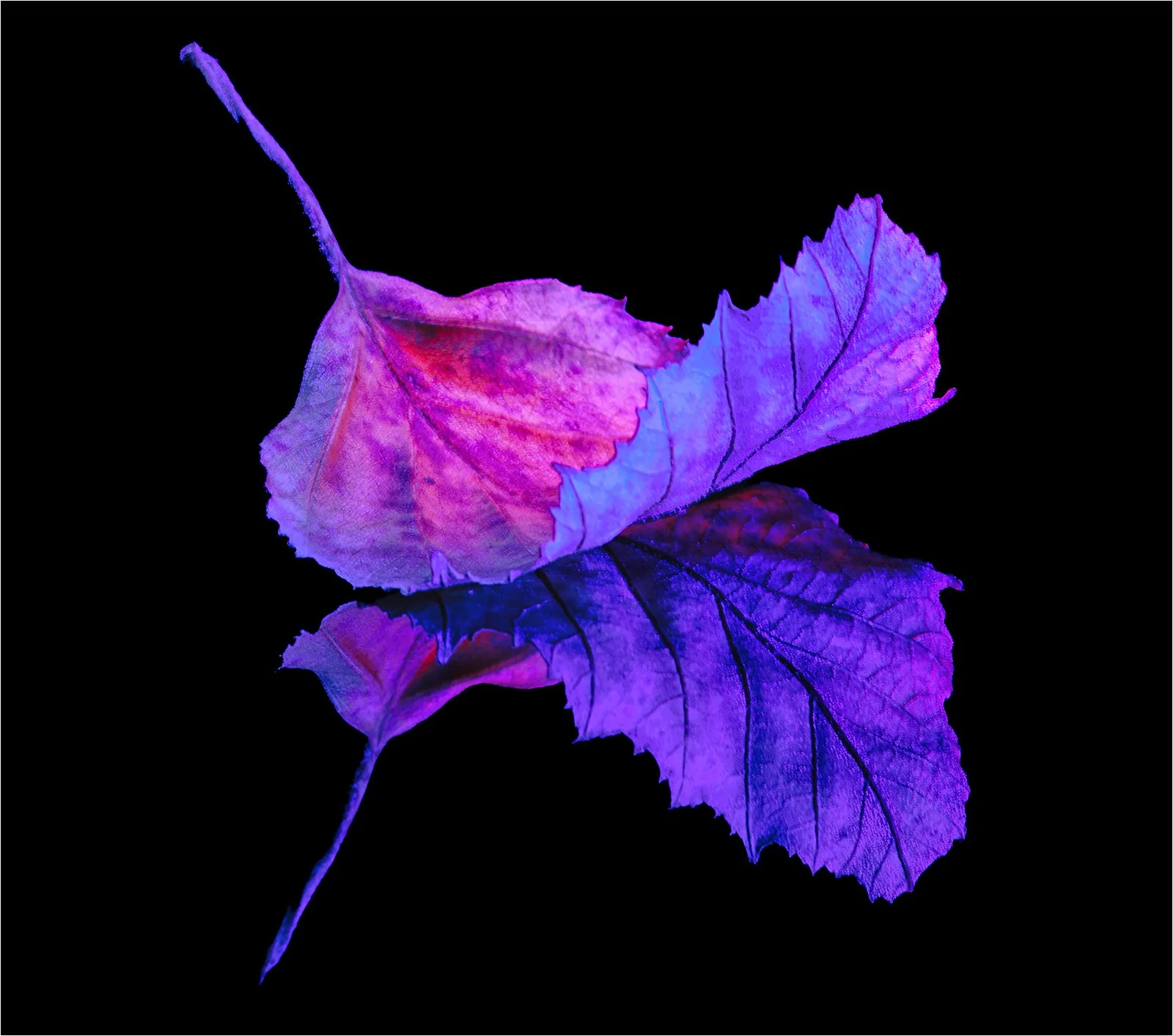 Chromatic Veins - Judy Sedlak
