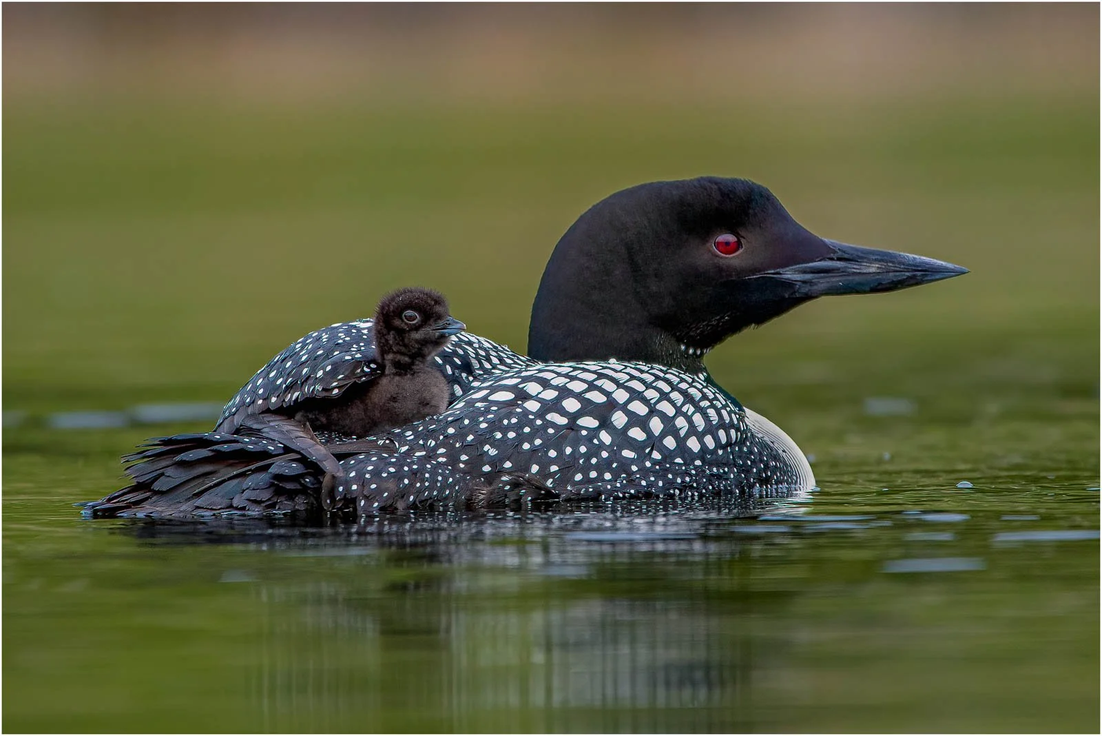 Loons - Thomas Knoop