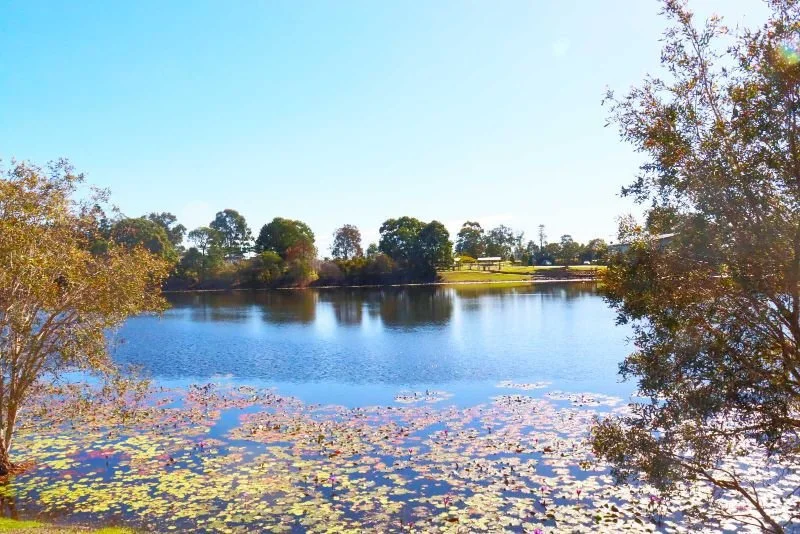 A serene lake with lily pads, surrounded by trees and a clear blue sky.